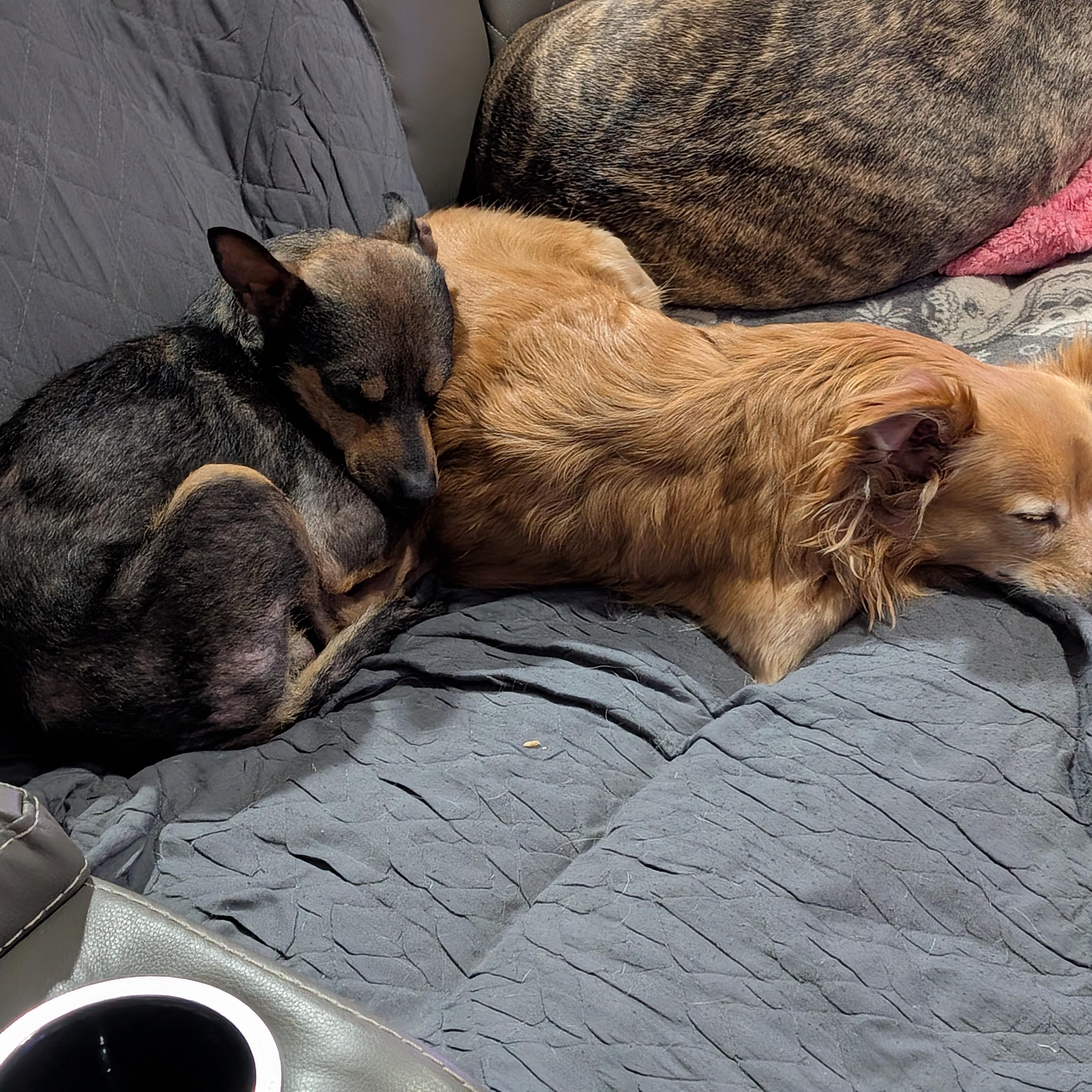 Enlarge Jolly, an adopted Miniature Pinscher in Blacksburg, VA image 2/5