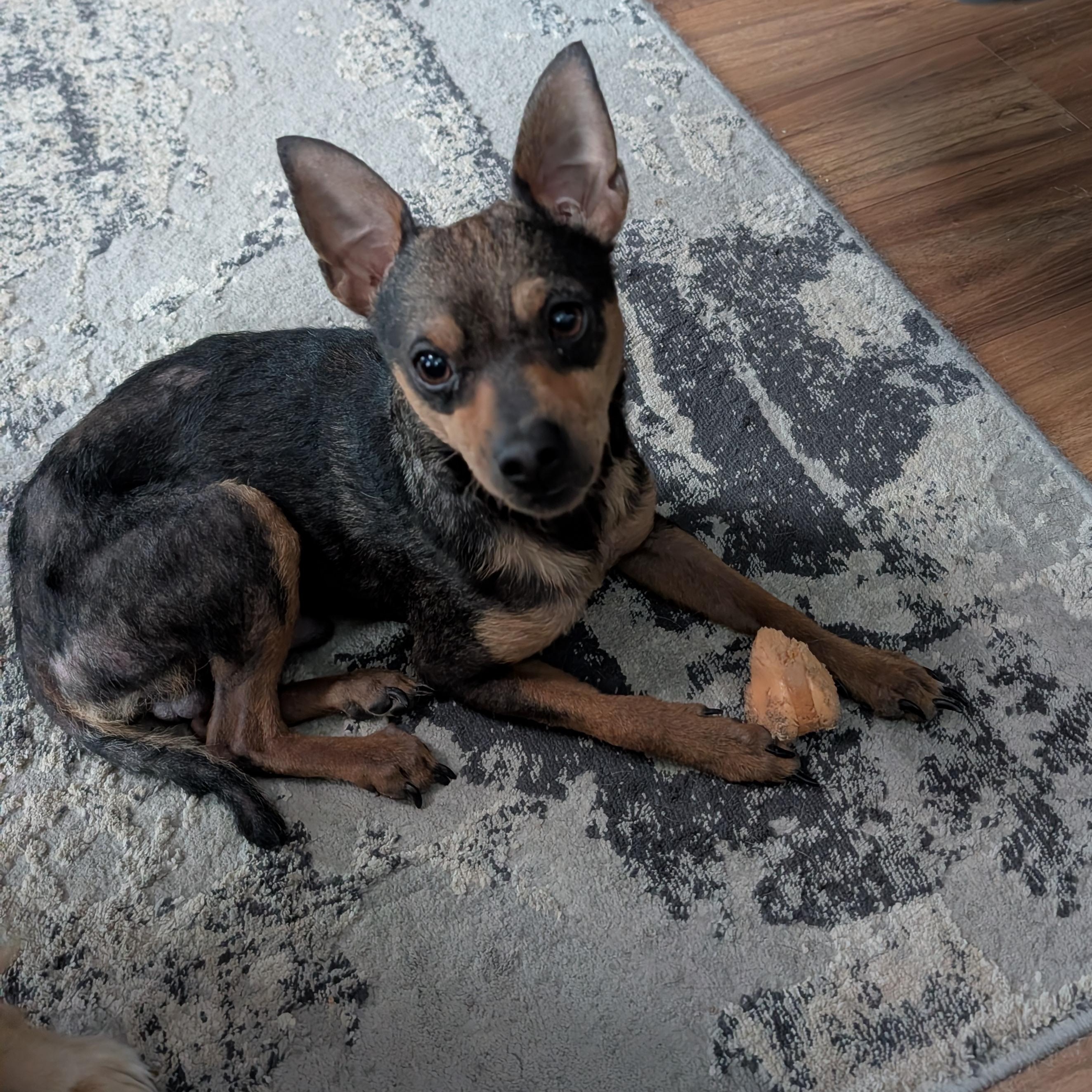 Enlarge Jolly, an adopted Miniature Pinscher in Blacksburg, VA image 3/5
