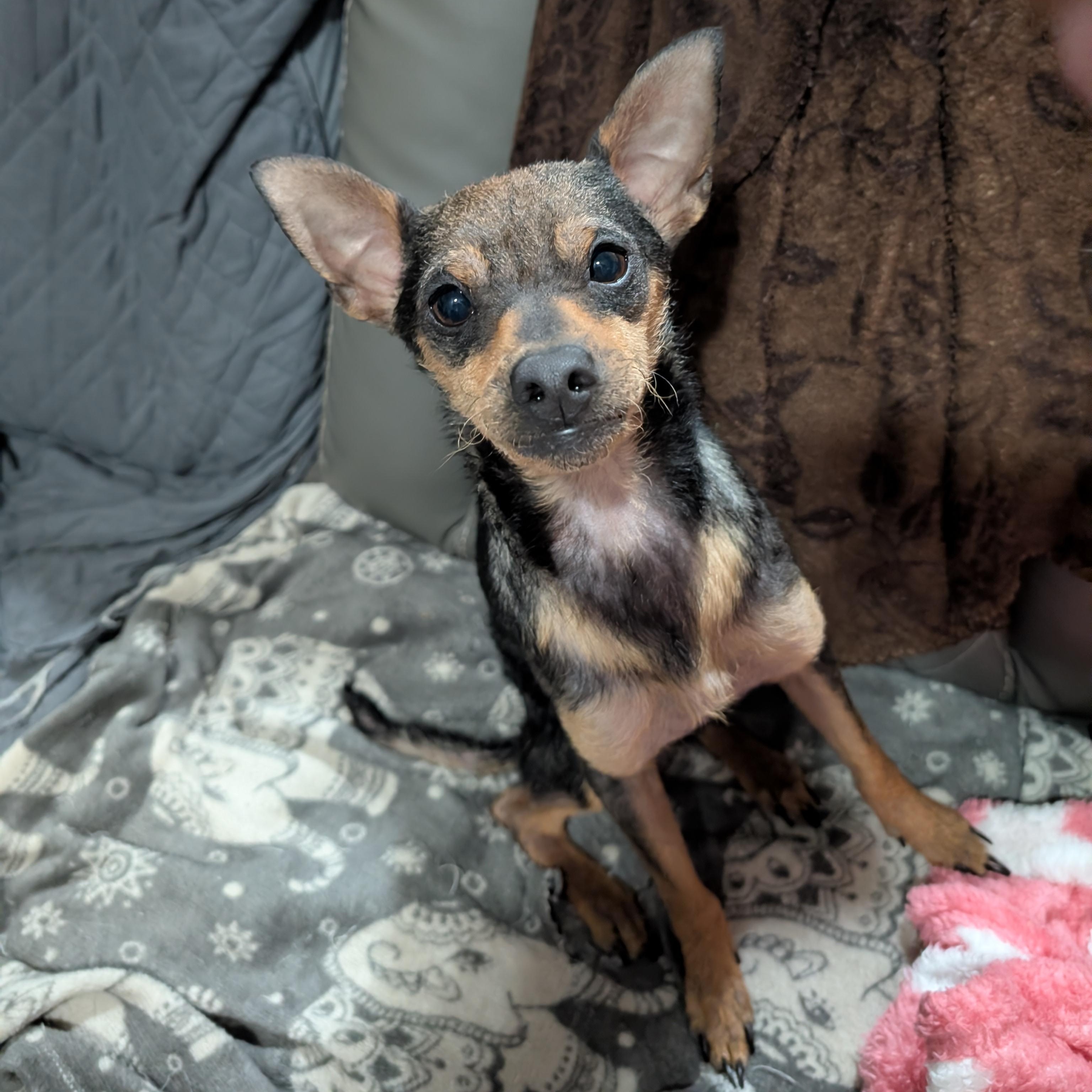 Enlarge Jolly, an adopted Miniature Pinscher in Blacksburg, VA image 4/5