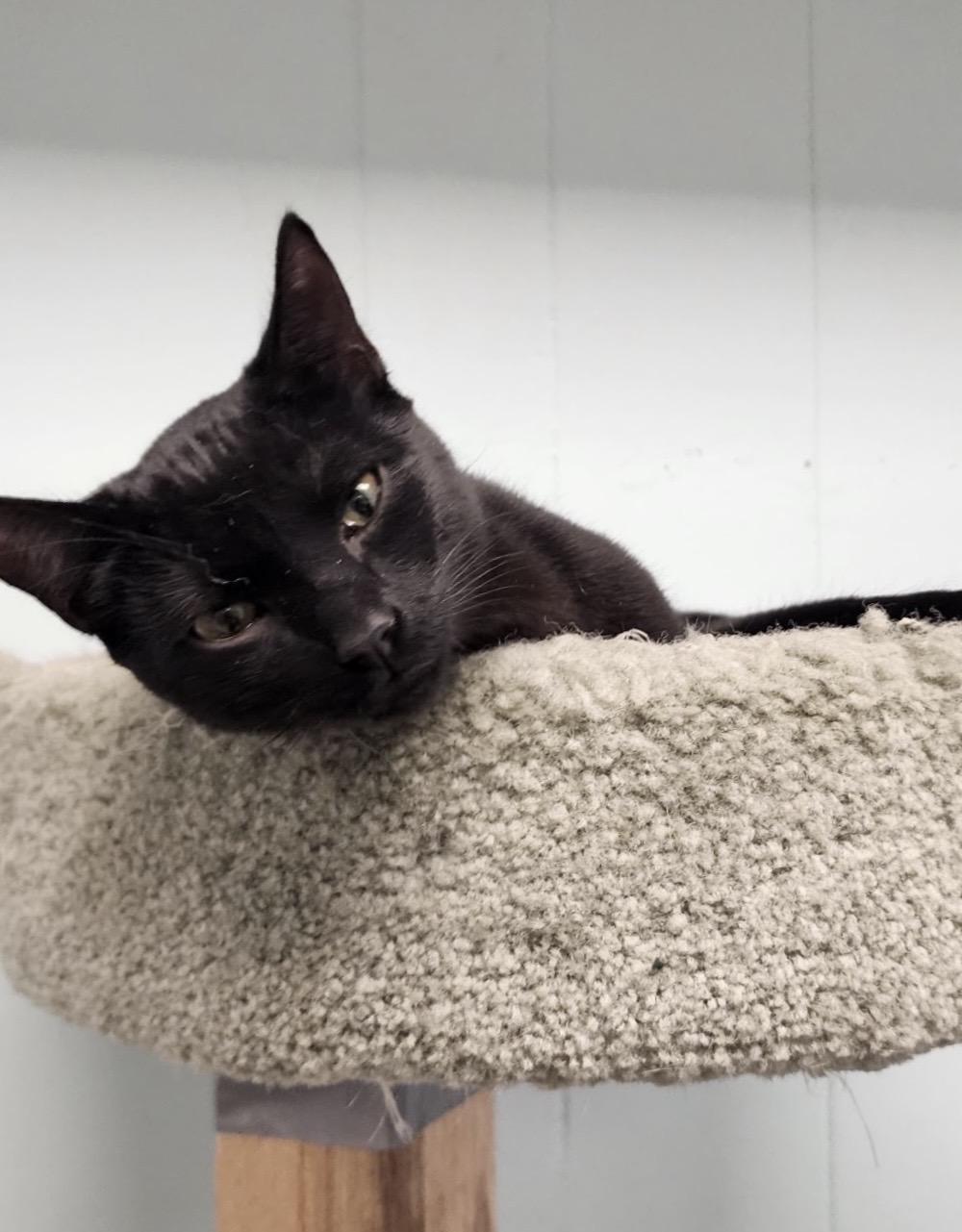 Enlarge Jenkins *, an adoptable Domestic Short Hair in Douglas, MI image 2/2