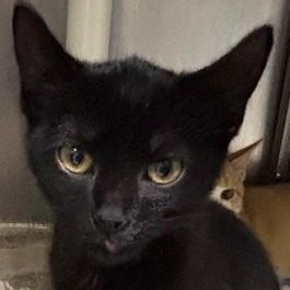 Jenkins *, adoptable, Kitten Male Domestic Short Hair.