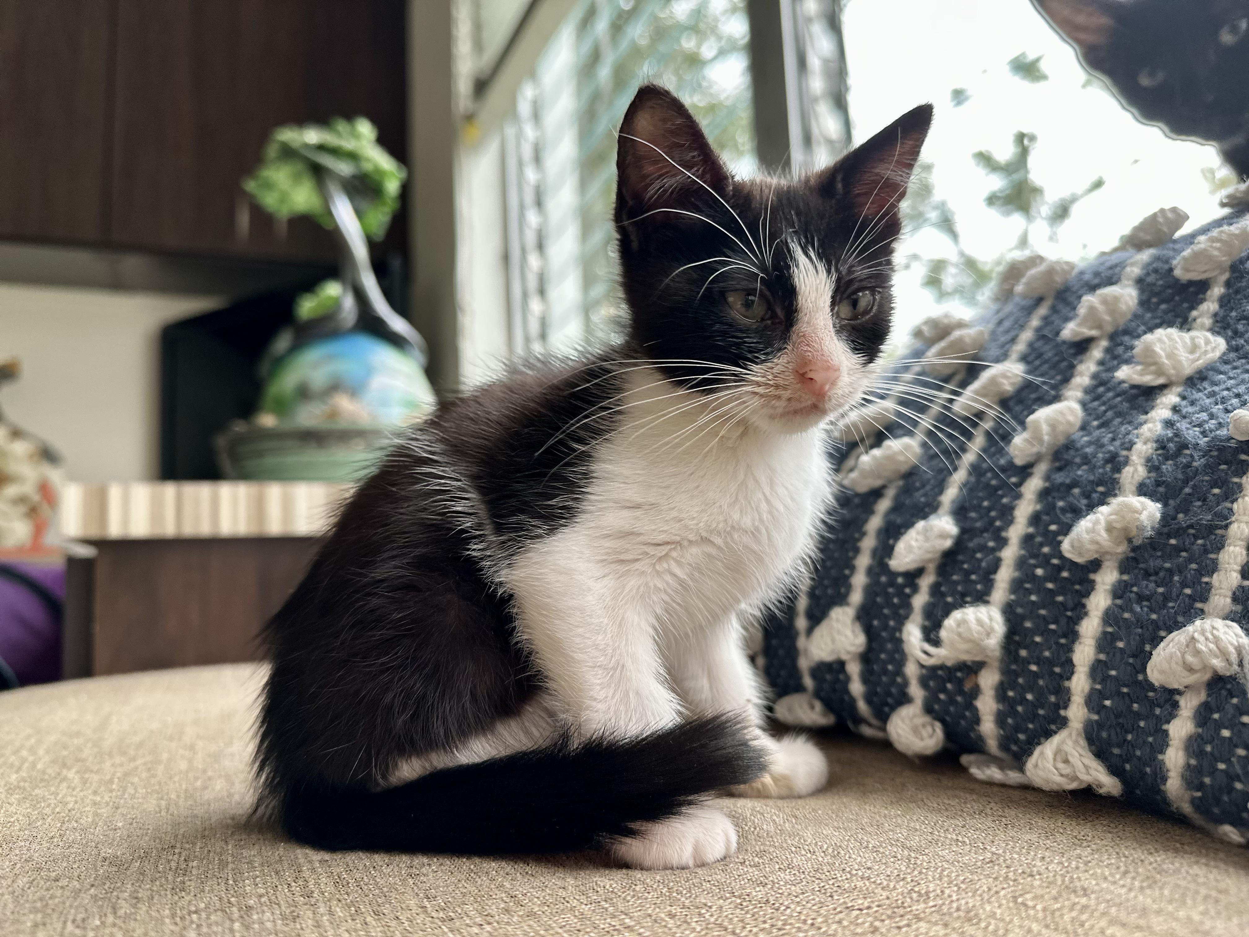 Enlarge Sloppy Joe, a Adopted Domestic Short Hair in St Petersburg, FL image 1/6