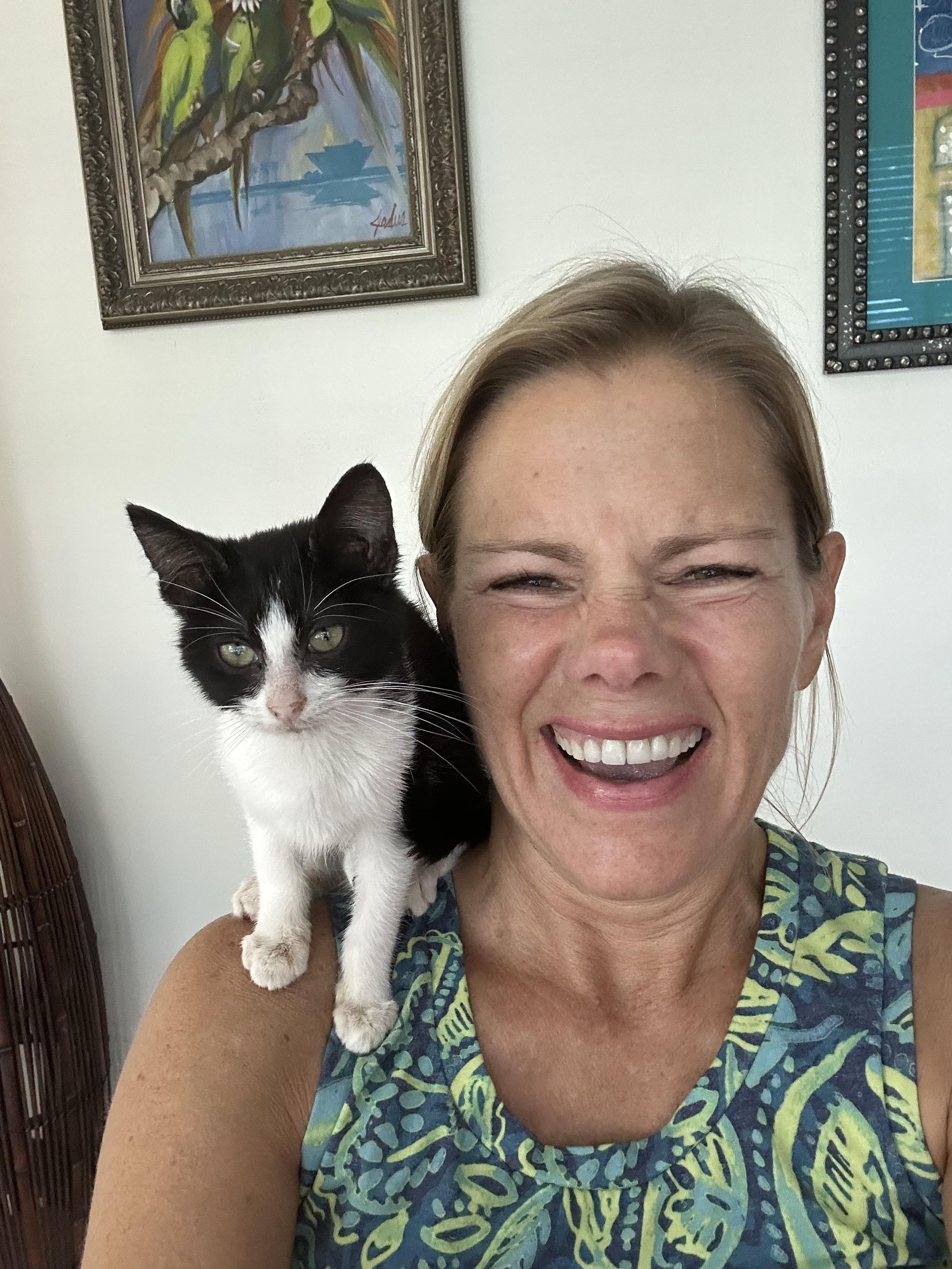 Enlarge Sloppy Joe, a Adopted Domestic Short Hair in St Petersburg, FL image 2/6