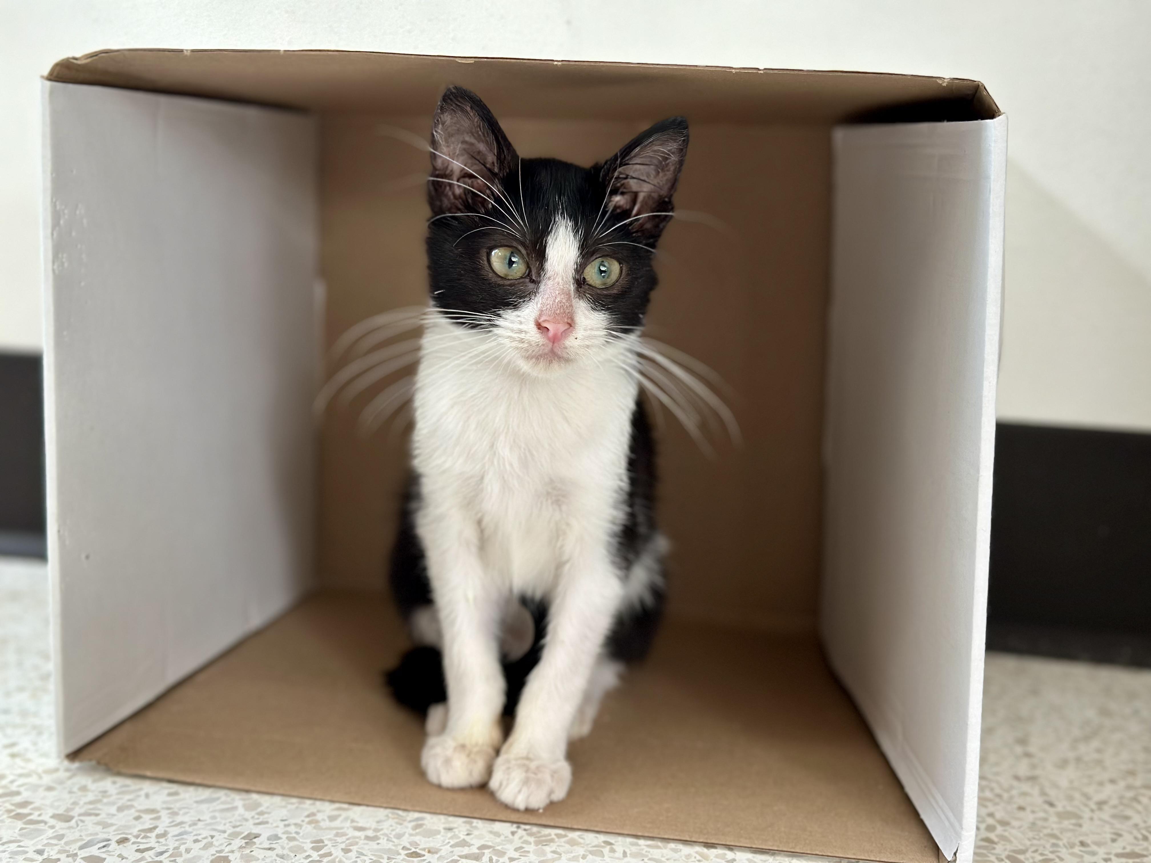 Enlarge Sloppy Joe, a Adopted Domestic Short Hair in St Petersburg, FL image 3/6