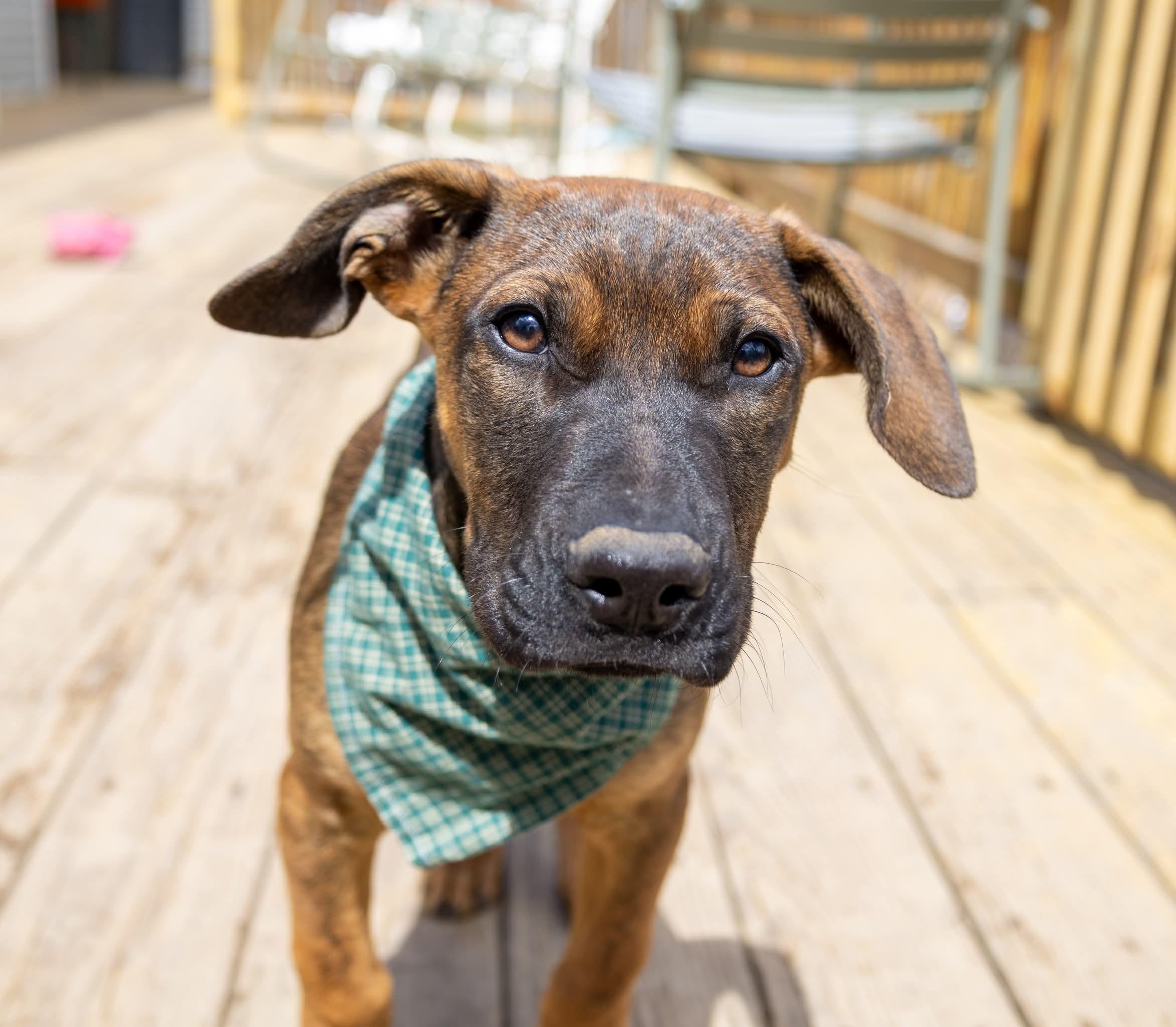 Enlarge Robin , a Adoptable Mixed Breed in Argyle, NY image 5/6