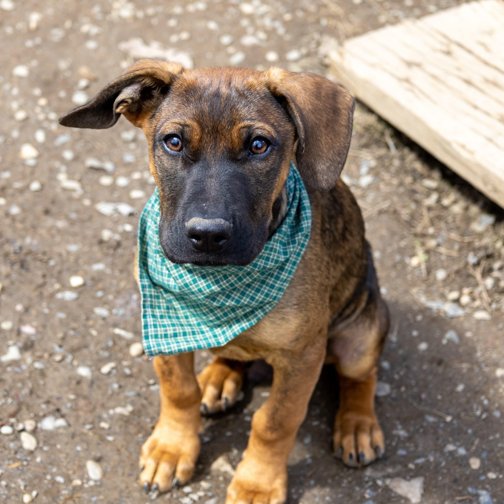 Enlarge Robin , a Adoptable Mixed Breed in Argyle, NY image 1/6