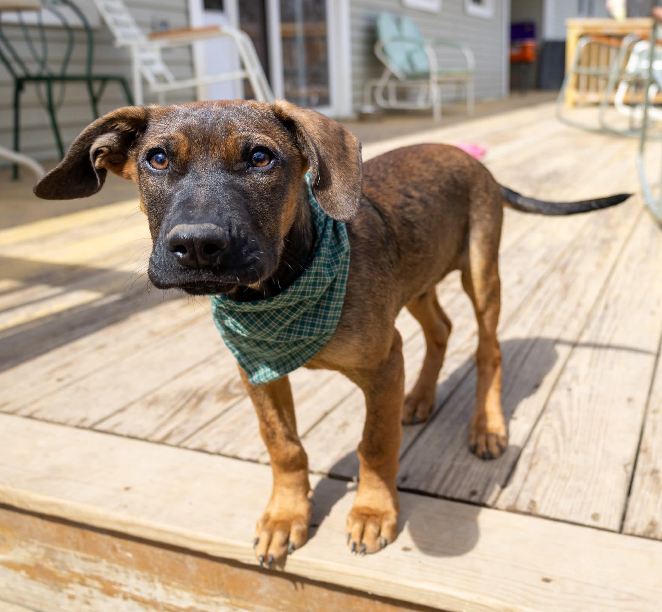 Enlarge Robin , a Adoptable Mixed Breed in Argyle, NY image 6/6