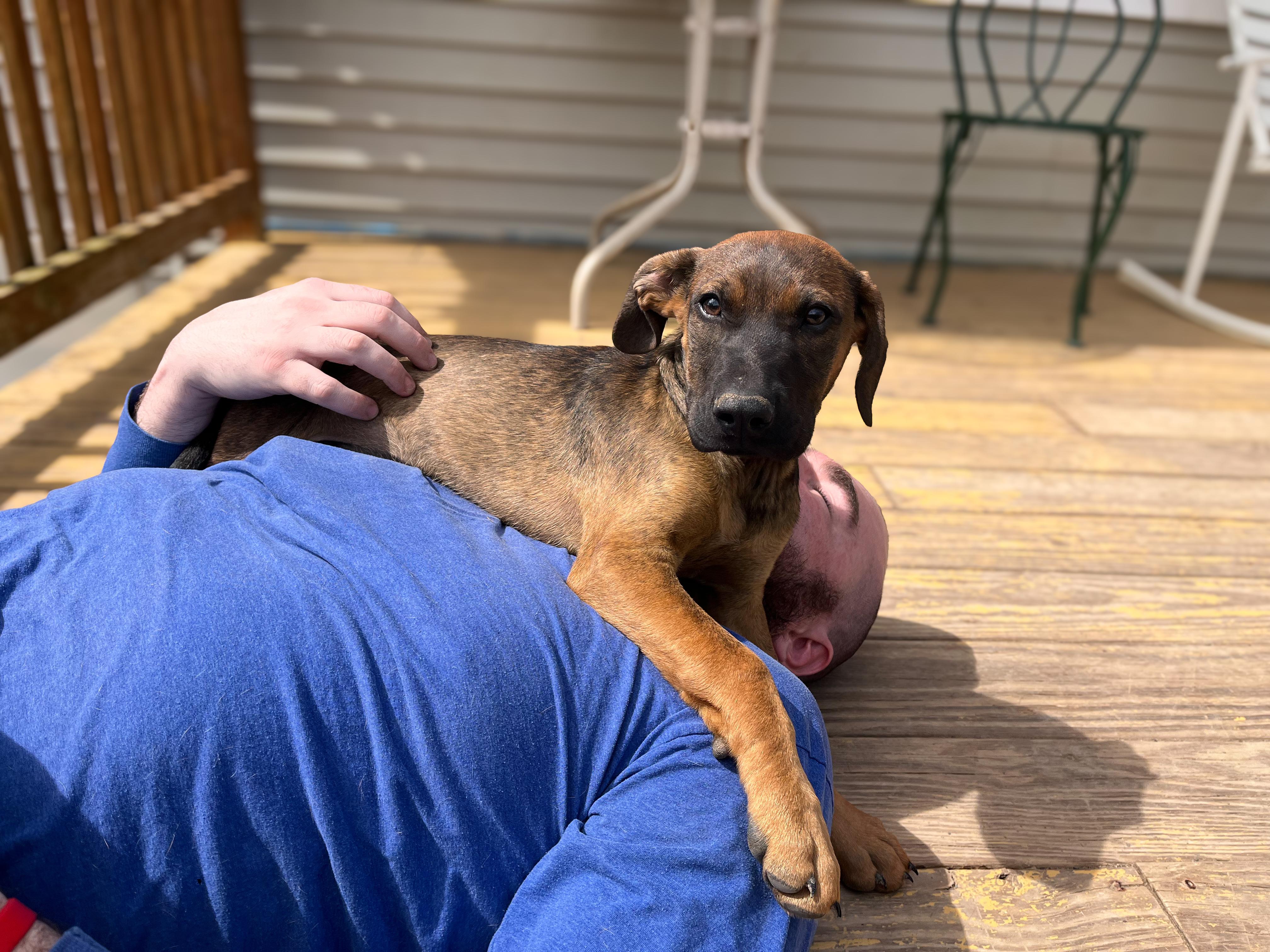 Enlarge Robin , a Adoptable Mixed Breed in Argyle, NY image 3/6