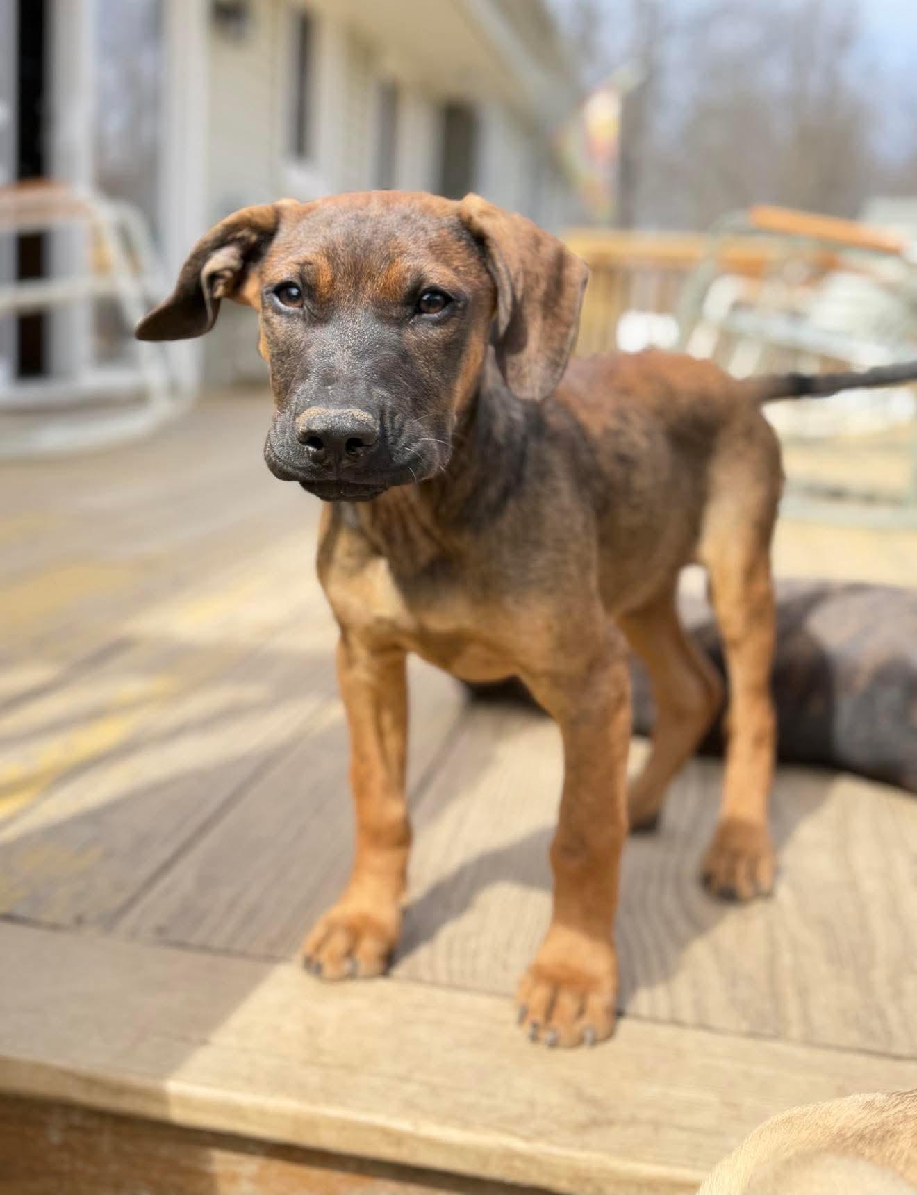 Enlarge Robin , a Adoptable Mixed Breed in Argyle, NY image 2/6