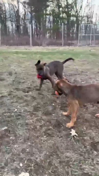 Enlarge Robin , a Adoptable Mixed Breed in Argyle, NY video 4/6