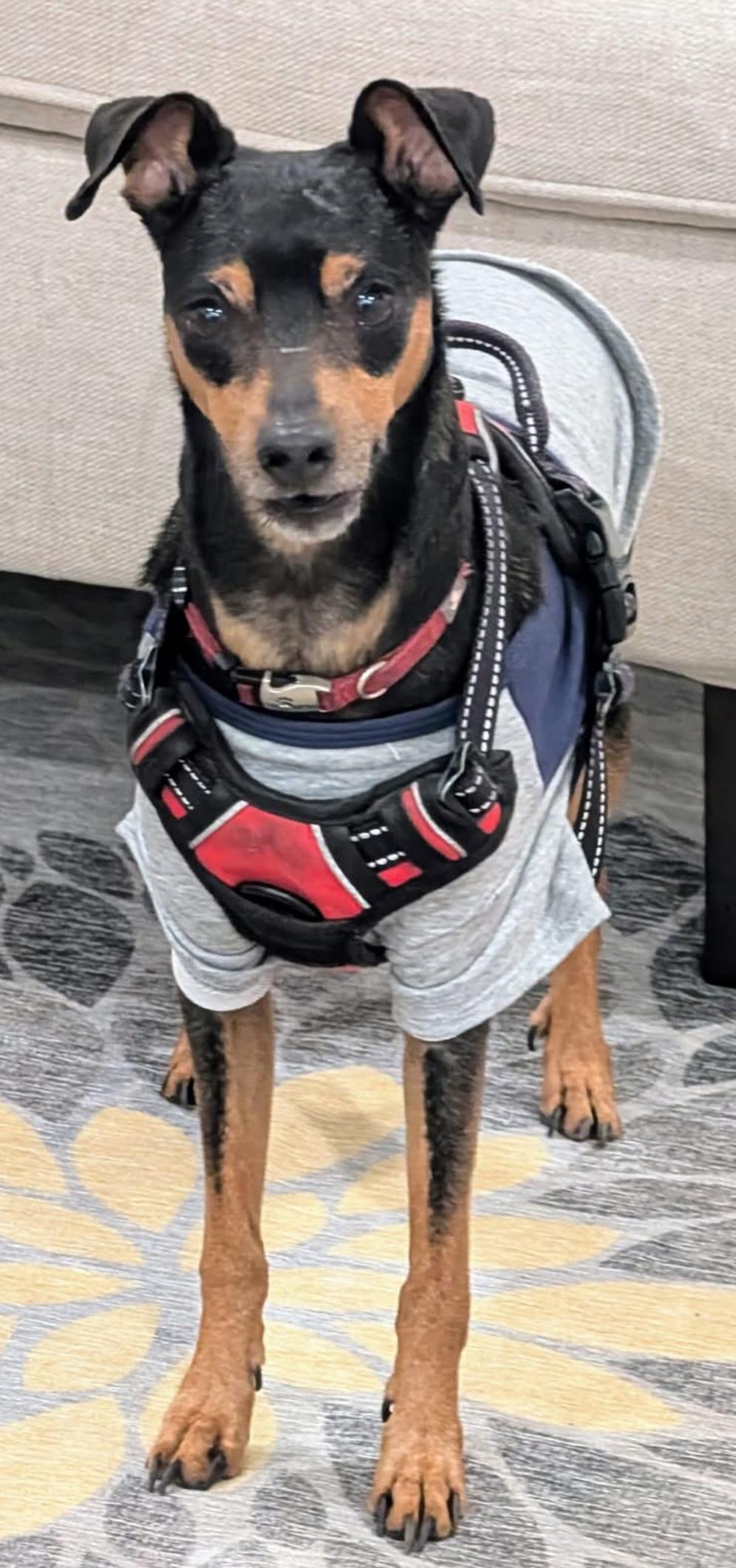 Enlarge Bailey, an adopted Miniature Pinscher in Pinellas Park, FL image 1/2