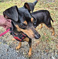 Bailey, Adoptable, Adult Male Miniature Pinscher.
