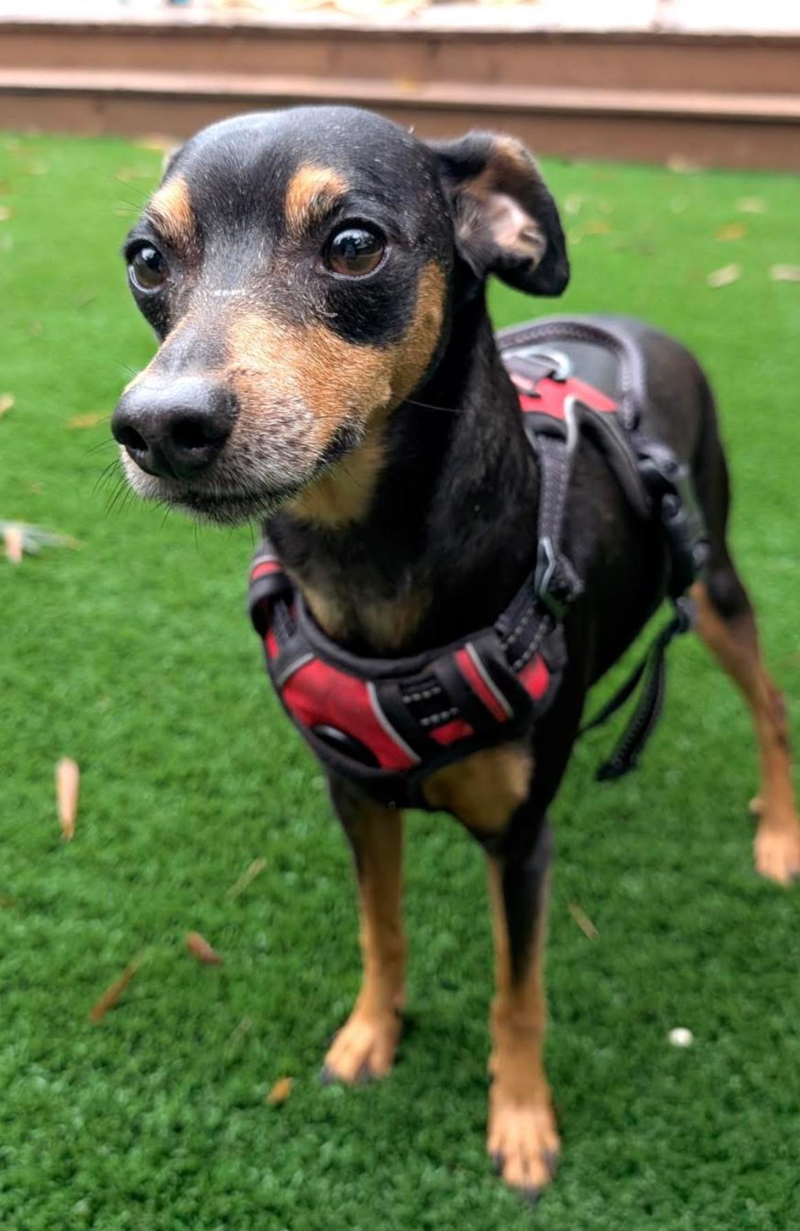 Enlarge Bailey, an adopted Miniature Pinscher in Pinellas Park, FL image 2/2