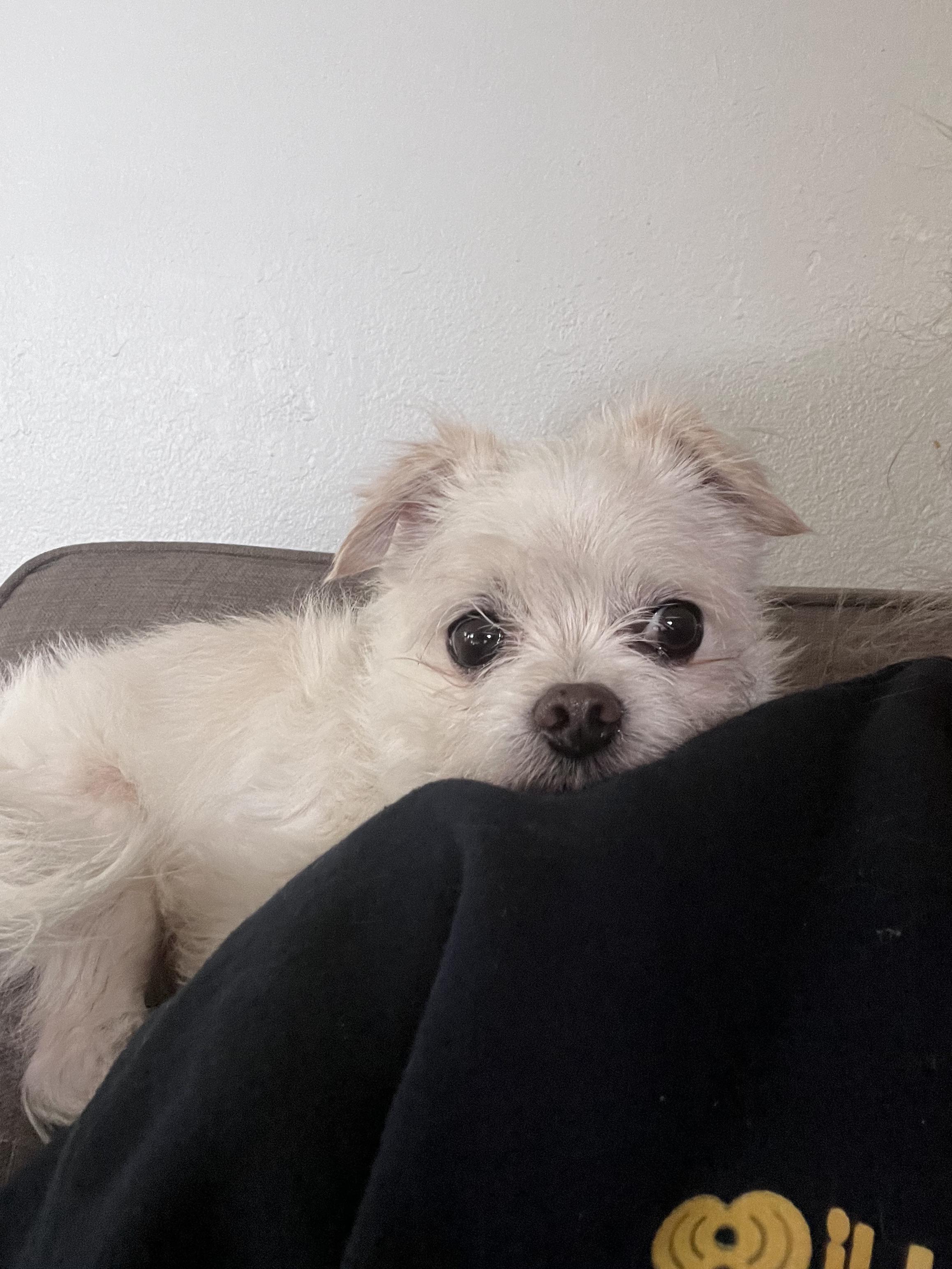 Enlarge Charlie, a ADOPTABLE mixed breed in Tacoma, WA image 2/4