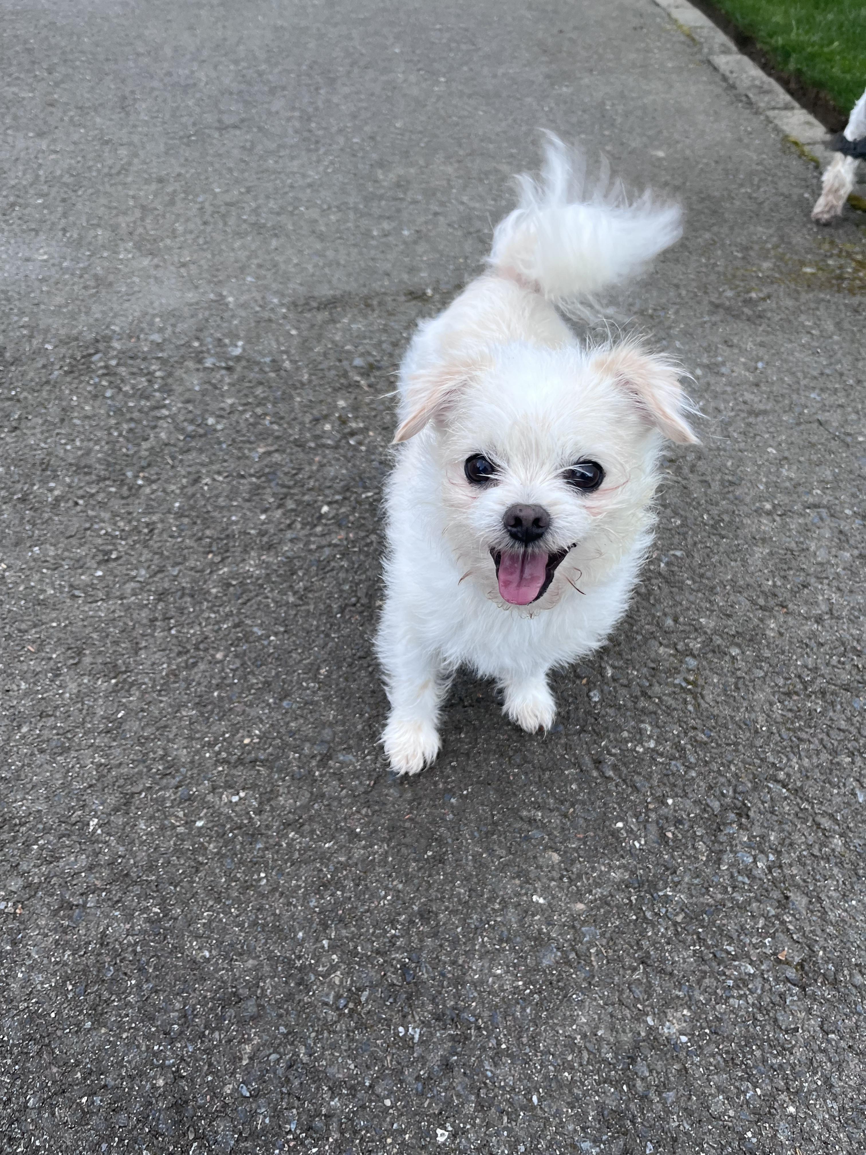 Enlarge Charlie, a ADOPTABLE mixed breed in Tacoma, WA image 4/4