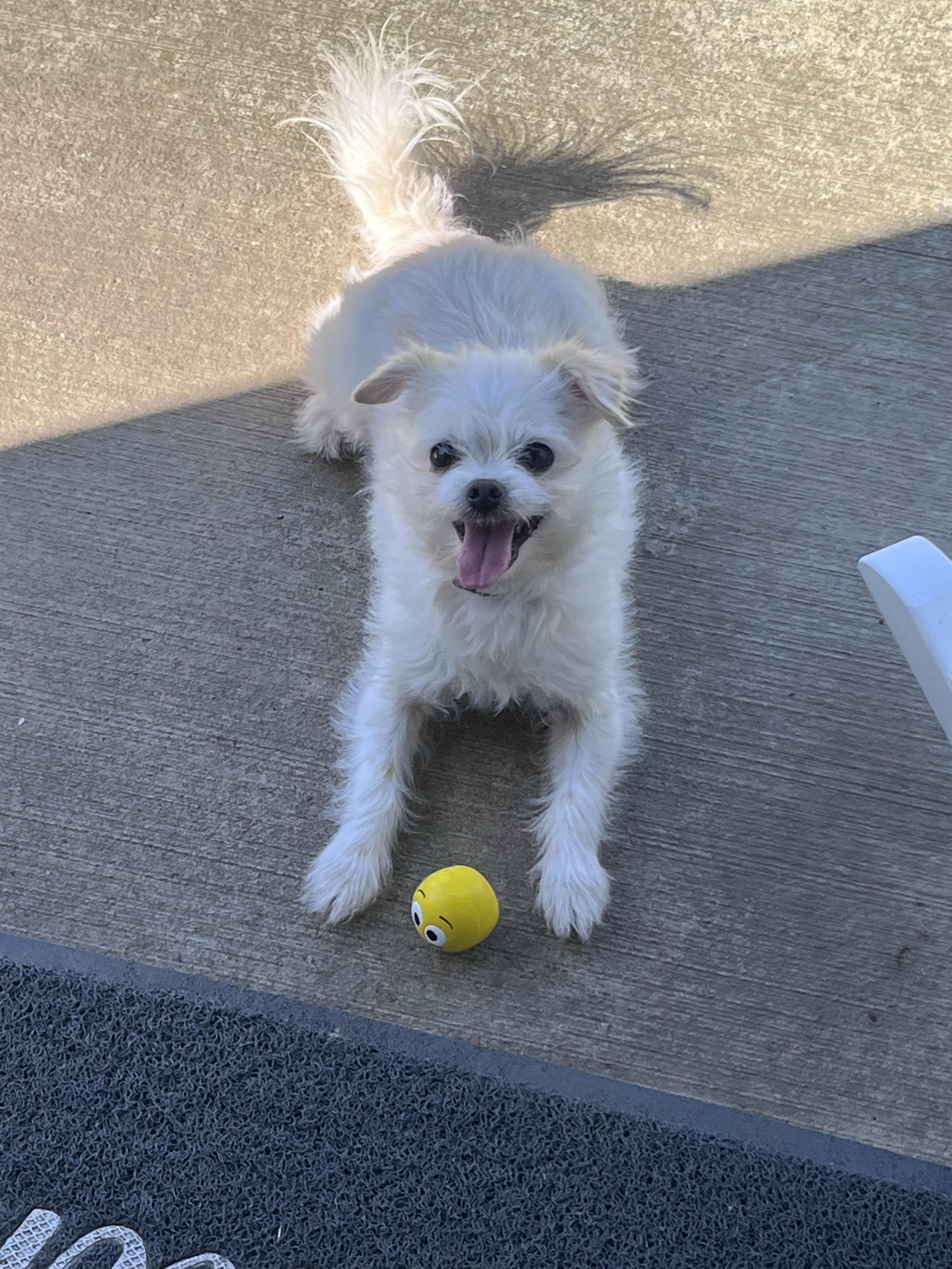 Enlarge Charlie, a ADOPTABLE mixed breed in Tacoma, WA image 1/4