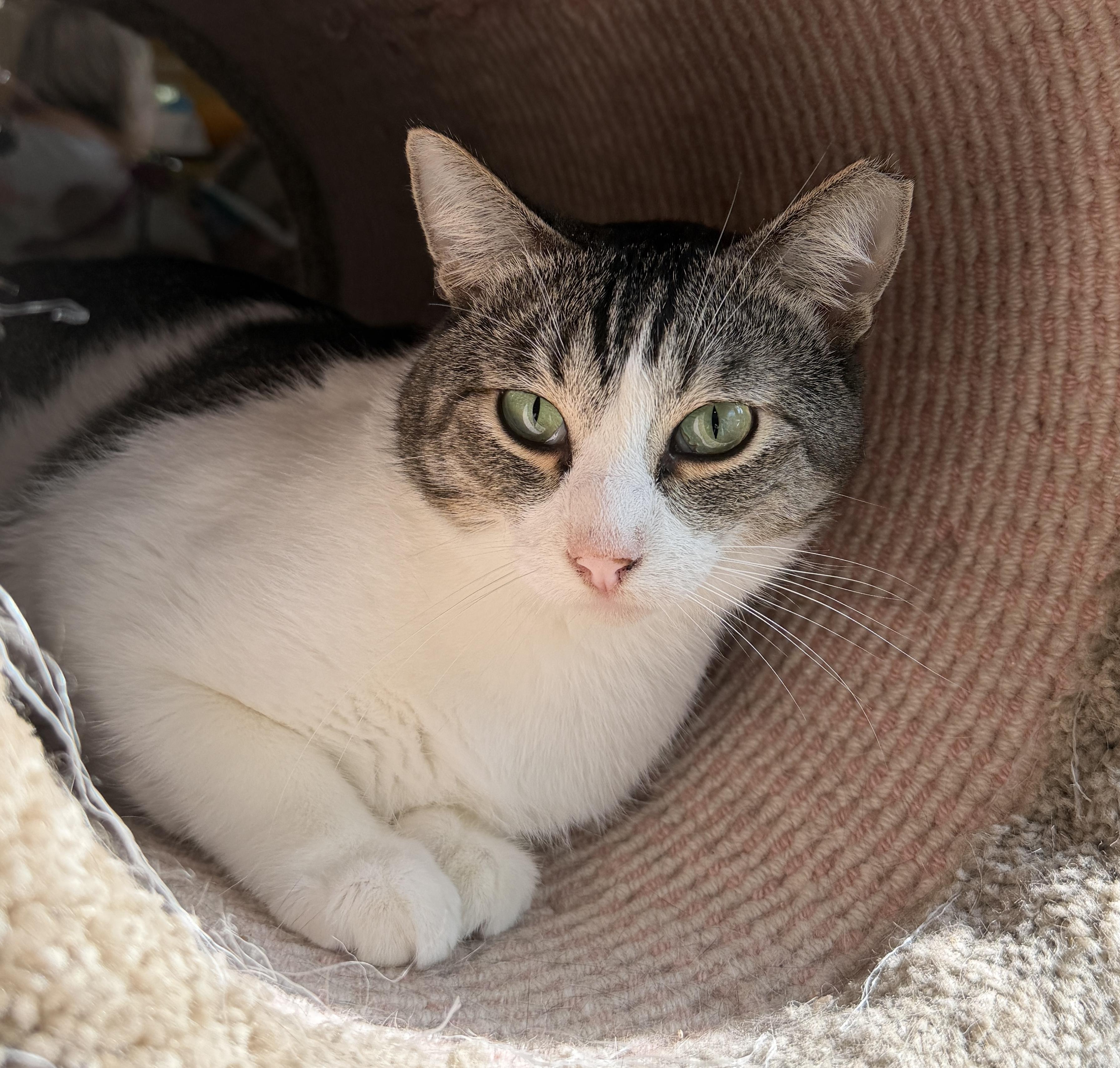 Eli, a ADOPTABLE American Shorthair in Orange, CA image 3/4