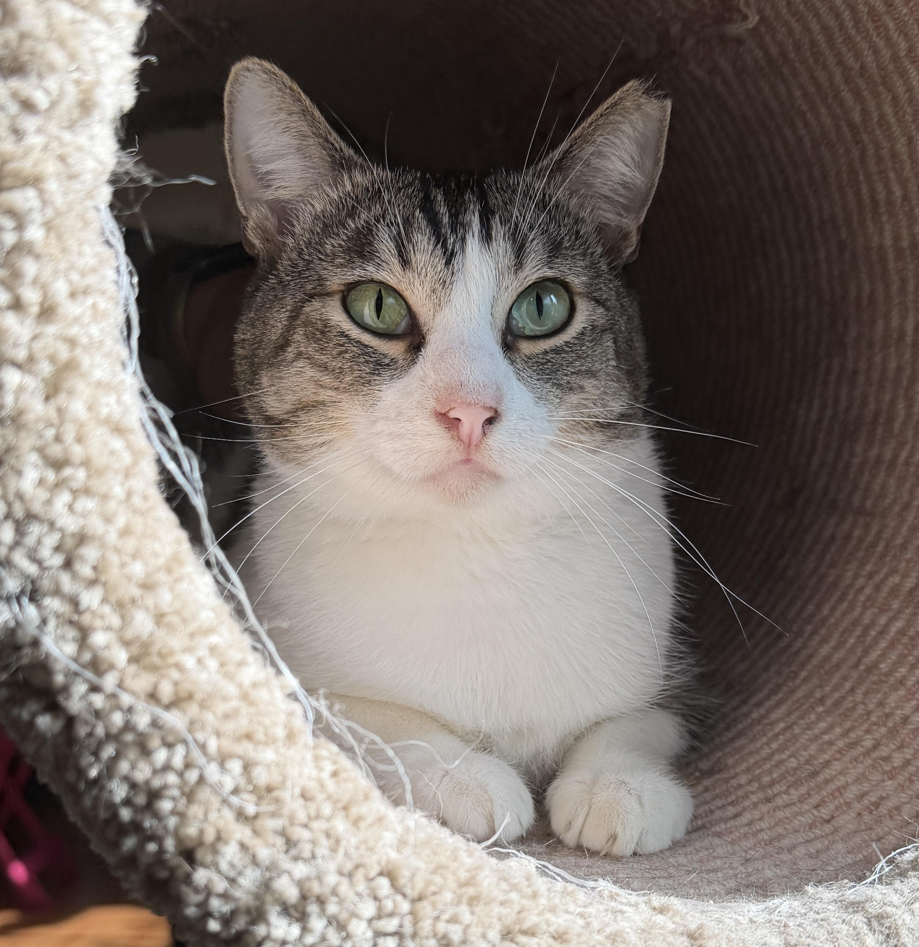 Eli, ADOPTABLE, Adult Male American Shorthair.