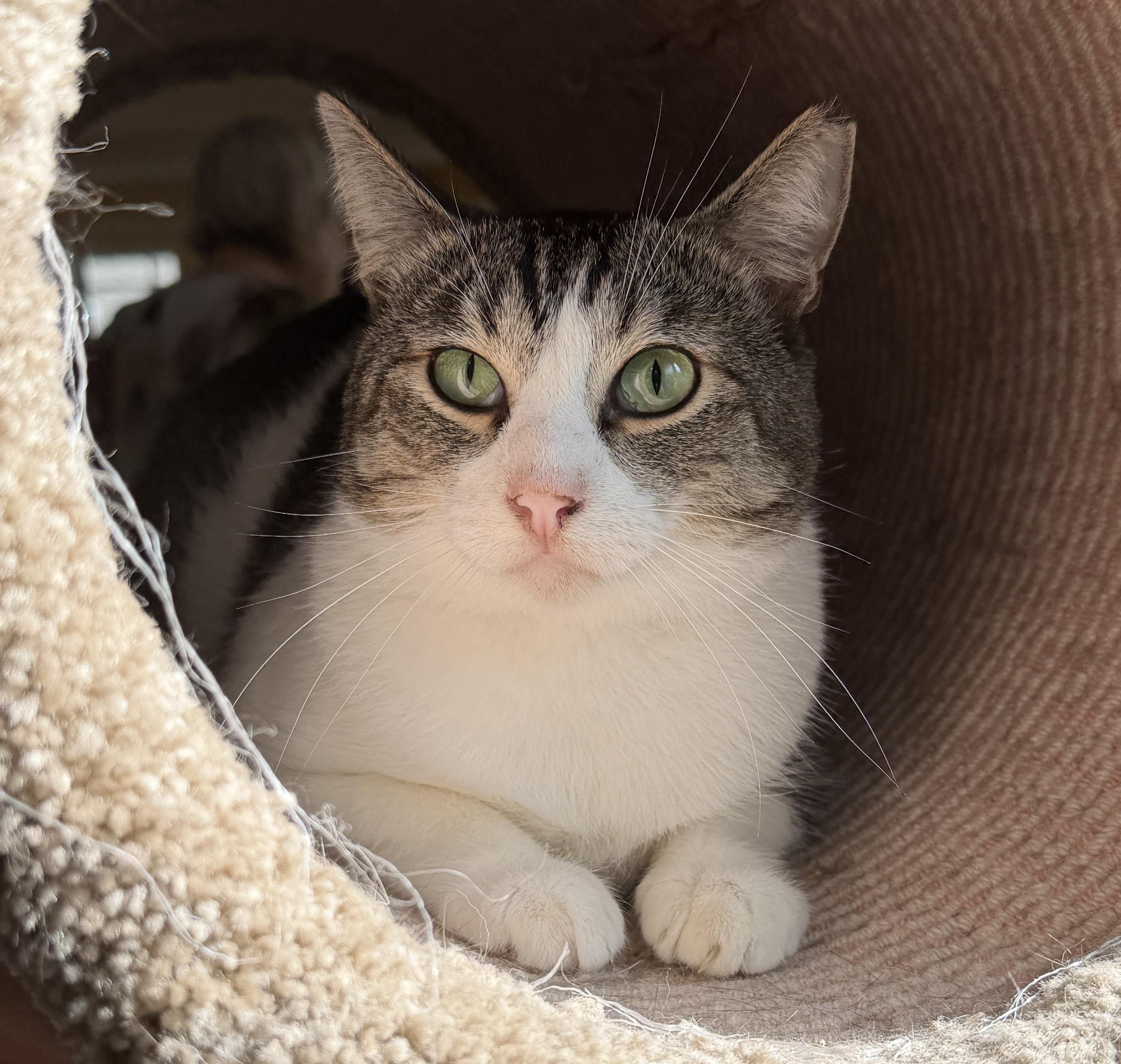 Eli, a ADOPTABLE American Shorthair in Orange, CA image 4/4