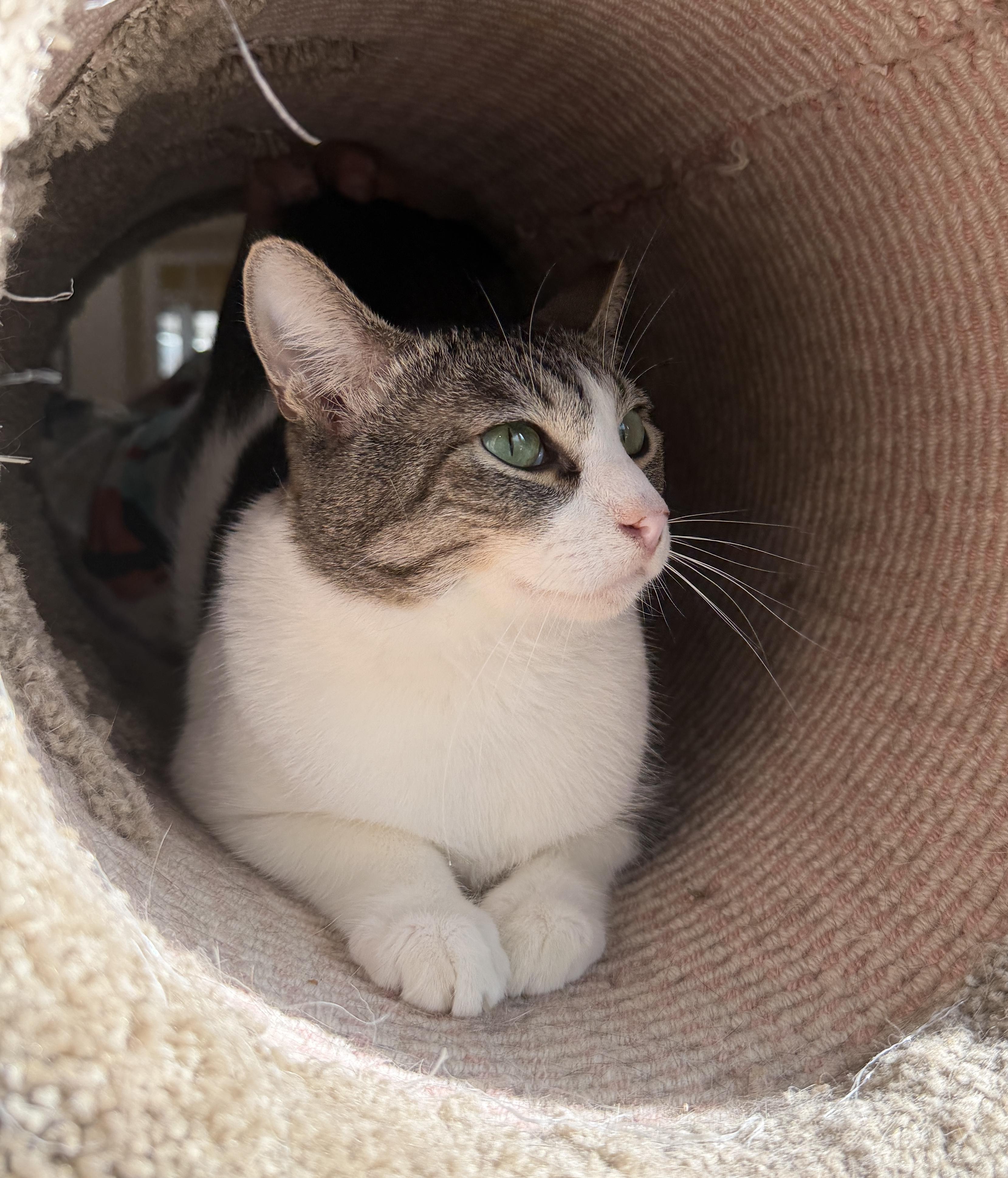 Eli, a ADOPTABLE American Shorthair in Orange, CA image 2/4