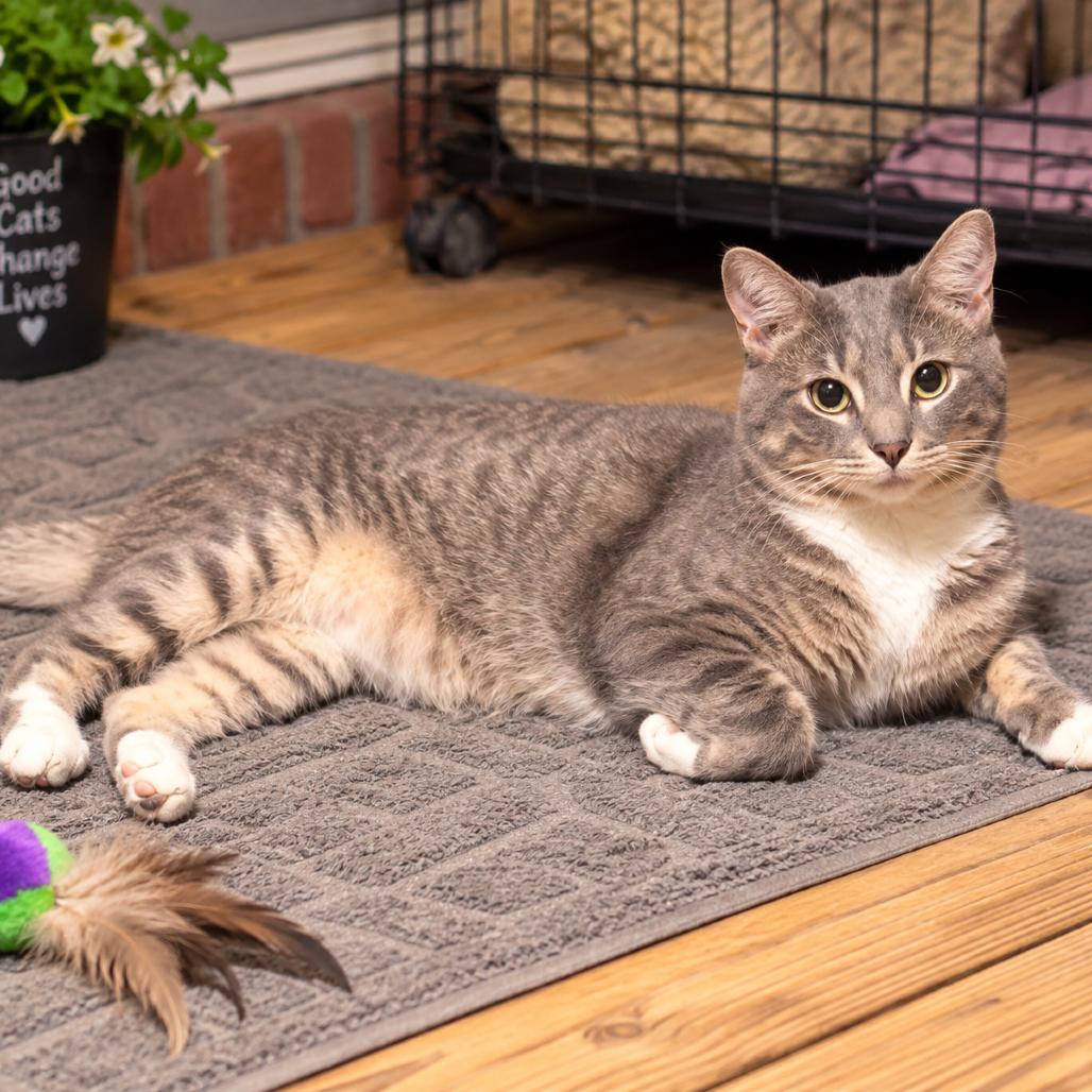 Enlarge Christopher, a Adoptable mixed breed in Tupelo, MS image 3/4