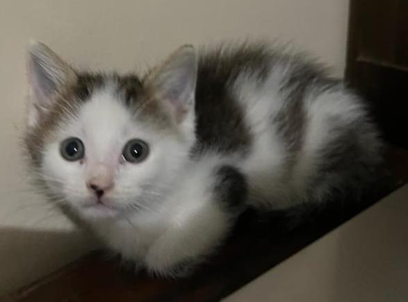 Woodside (Woody), Adopted, Kitten Male Domestic Short Hair.