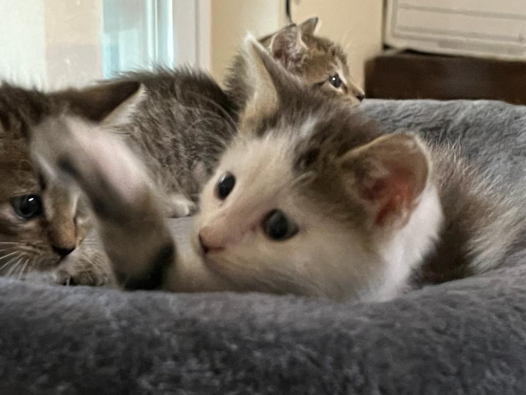 Woodside (Woody), a Adopted Domestic Short Hair in Naples, FL image 2/3