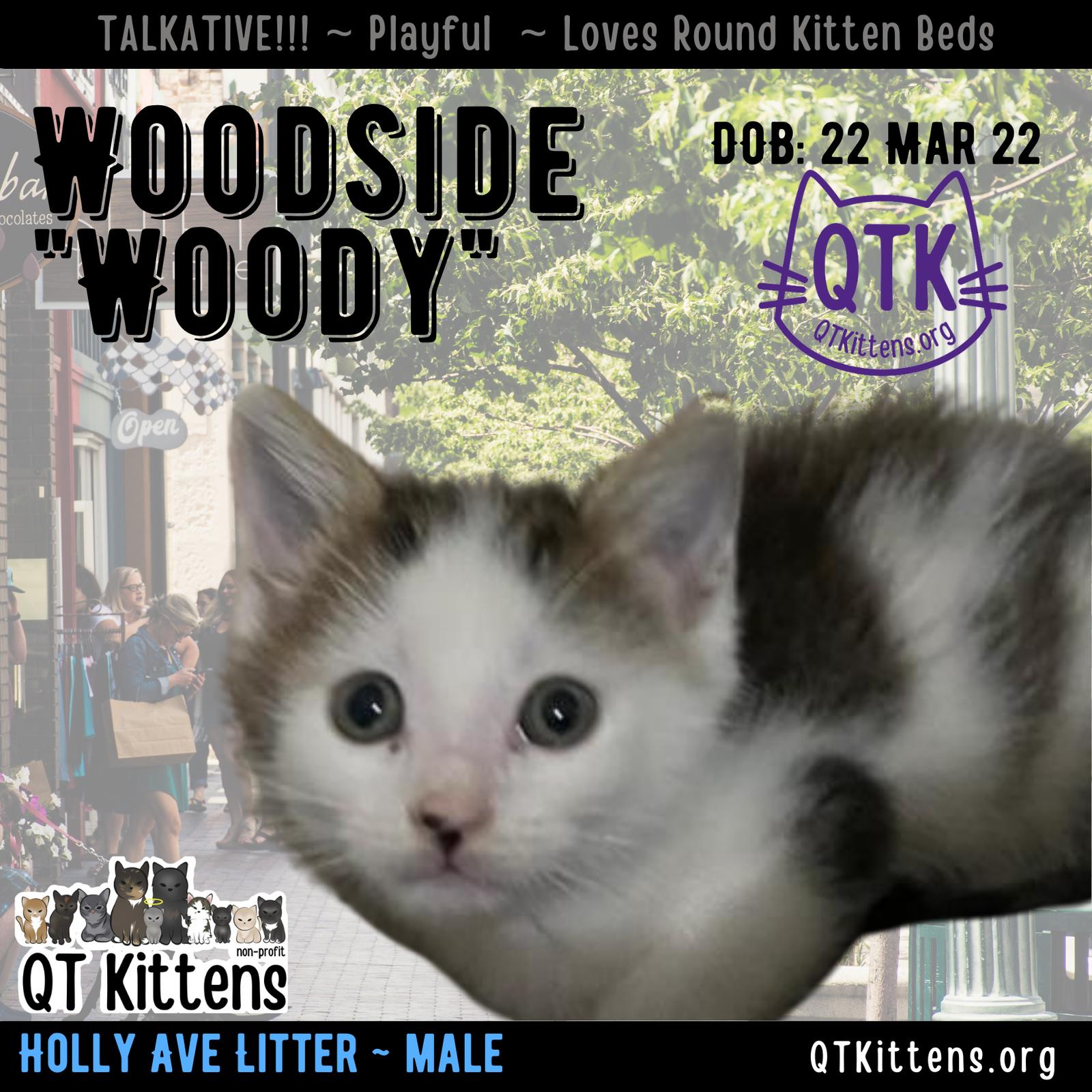 Woodside (Woody), a Adopted Domestic Short Hair in Naples, FL image 3/3