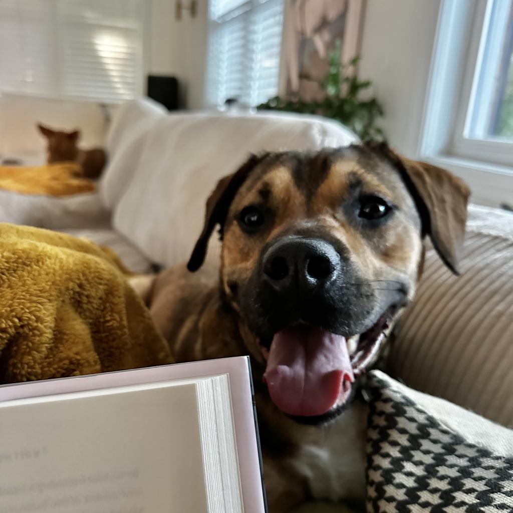 B.Leo, Adoptable, Adult Male Mixed Breed.