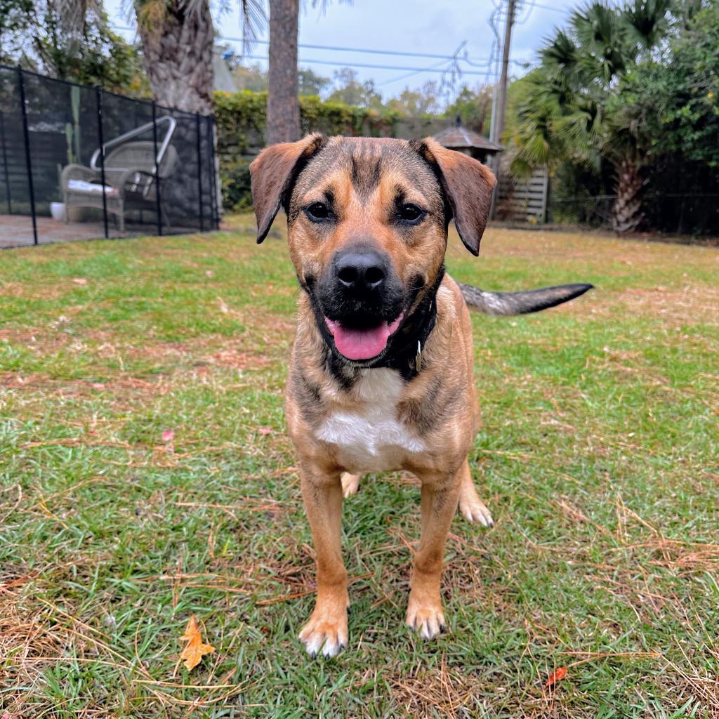 B.Leo, a Adoptable Mixed Breed in Savannah, GA image 2/6