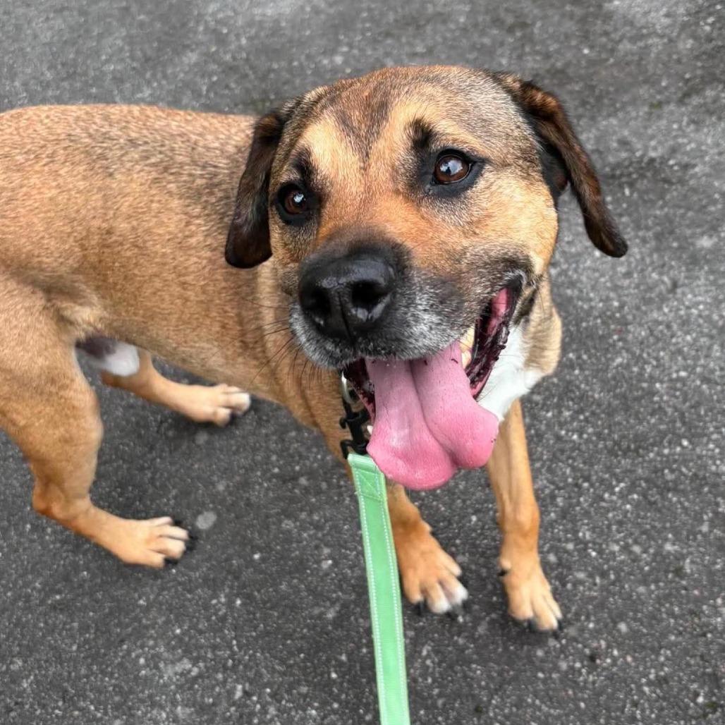 B.Leo, a Adoptable Mixed Breed in Savannah, GA image 3/6