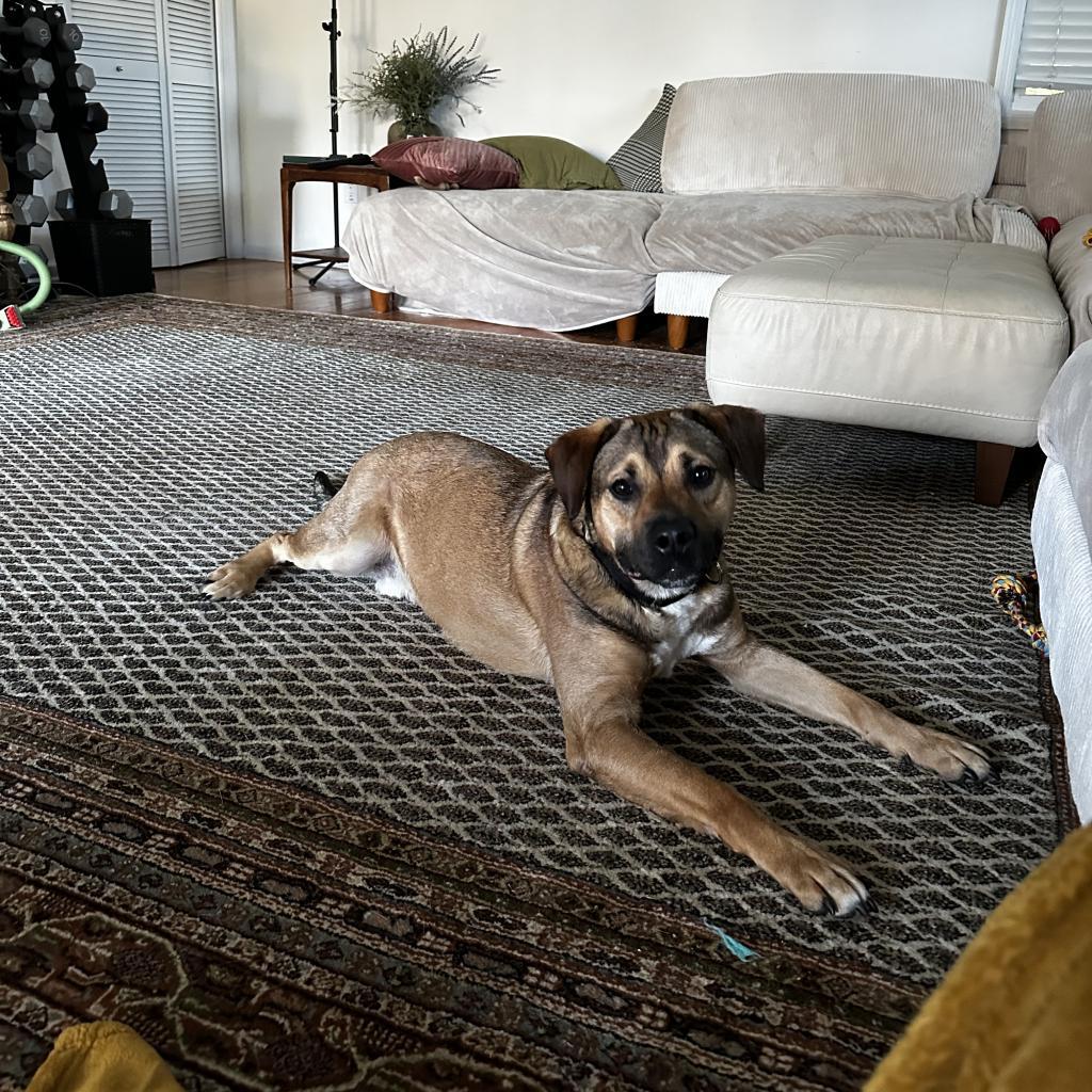 B.Leo, a Adoptable Mixed Breed in Savannah, GA image 4/6