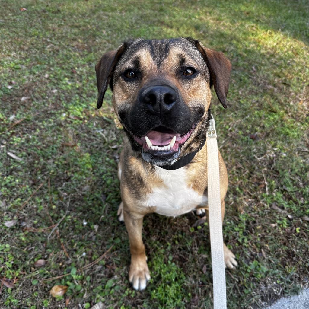 B.Leo, a Adoptable Mixed Breed in Savannah, GA image 6/6
