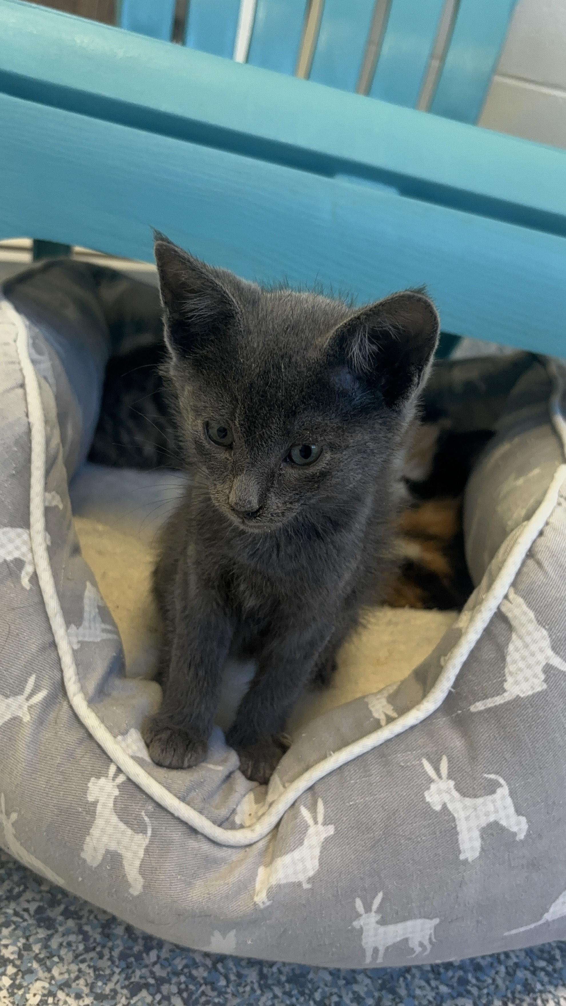 Cat for adoption Merit, a Domestic Short Hair in Stafford, VA Petfinder