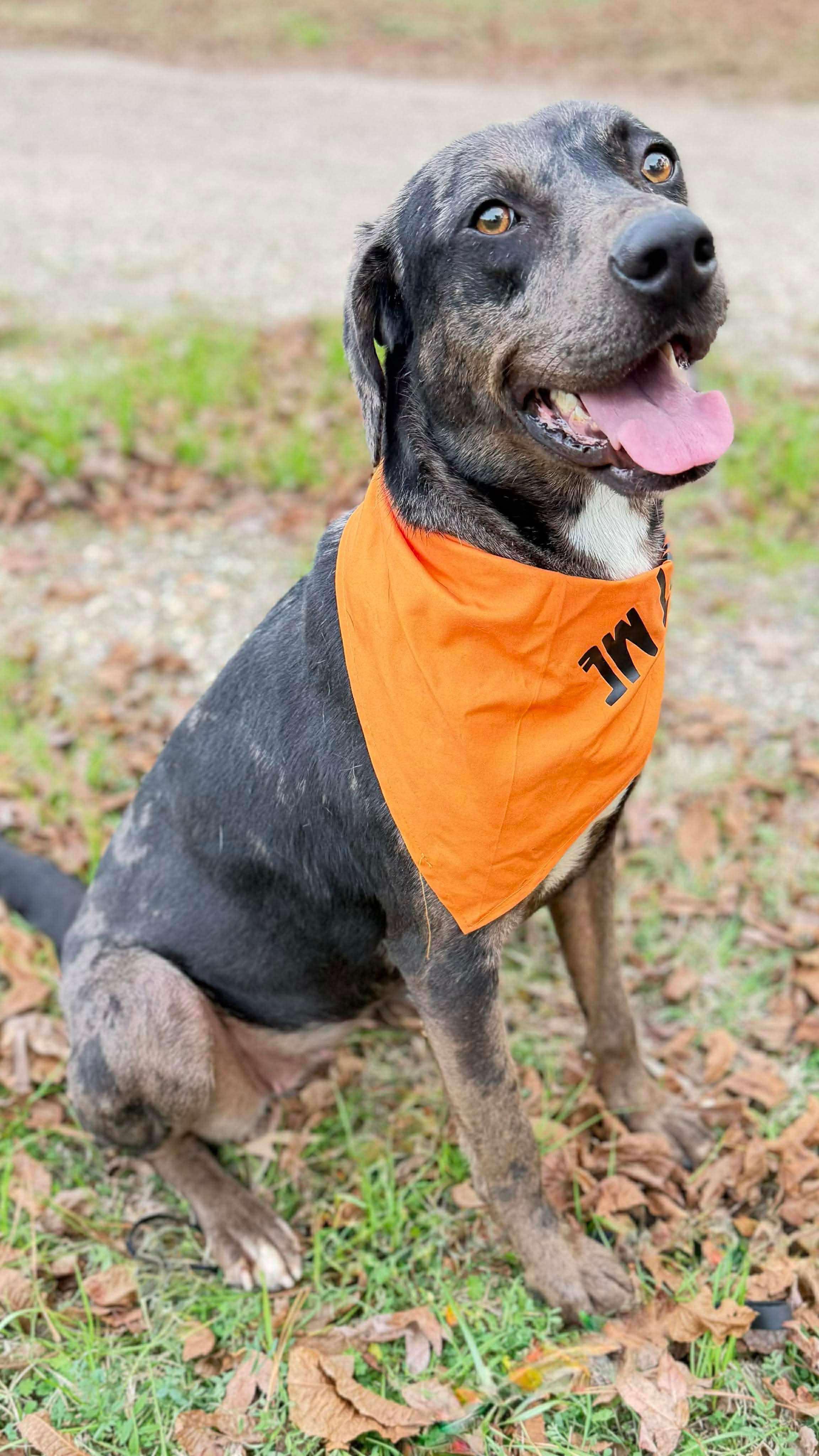 Roxy, a ADOPTABLE Mixed Breed in Northwood, NH image 2/6