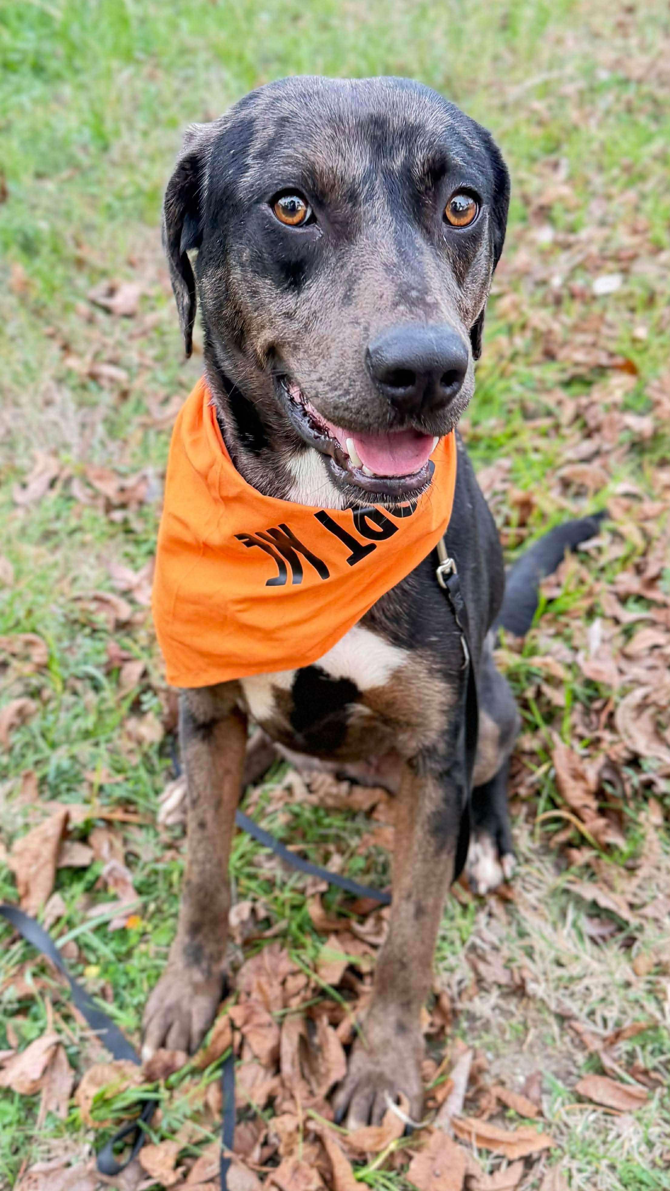 Roxy, a ADOPTABLE Mixed Breed in Northwood, NH image 5/6