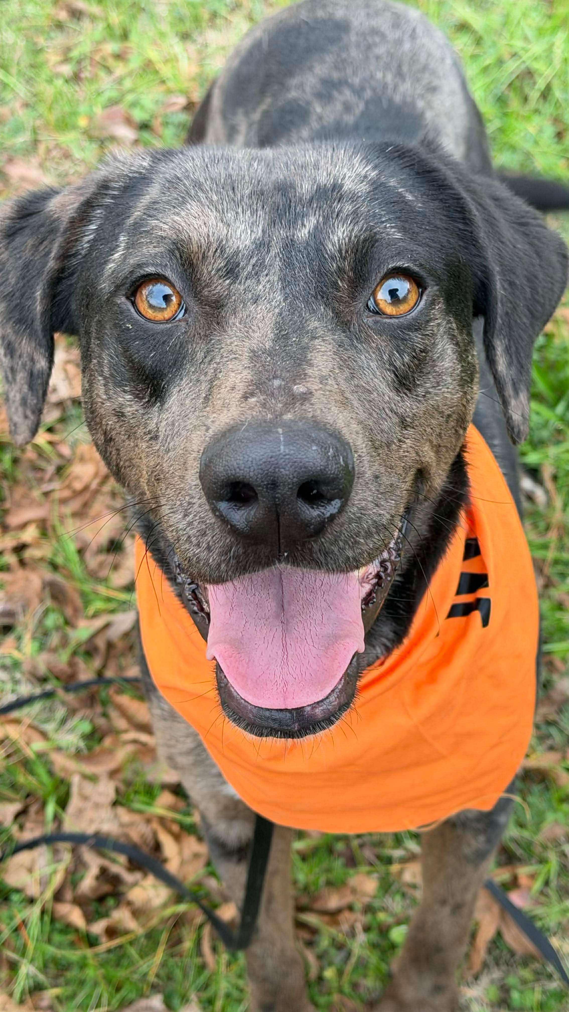 Roxy, ADOPTABLE, Adult Female Mixed Breed.