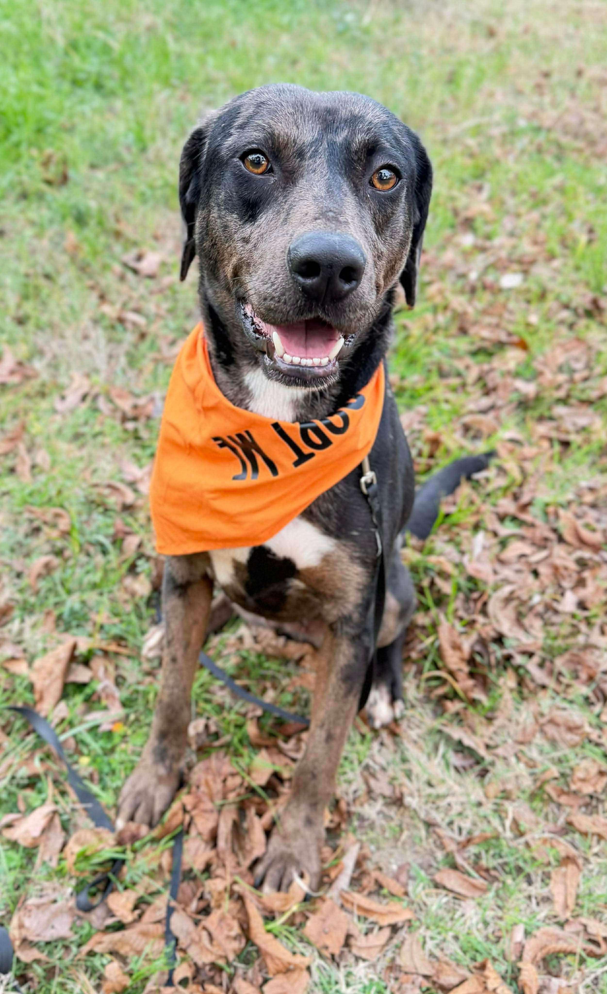Roxy, a ADOPTABLE Mixed Breed in Northwood, NH image 6/6