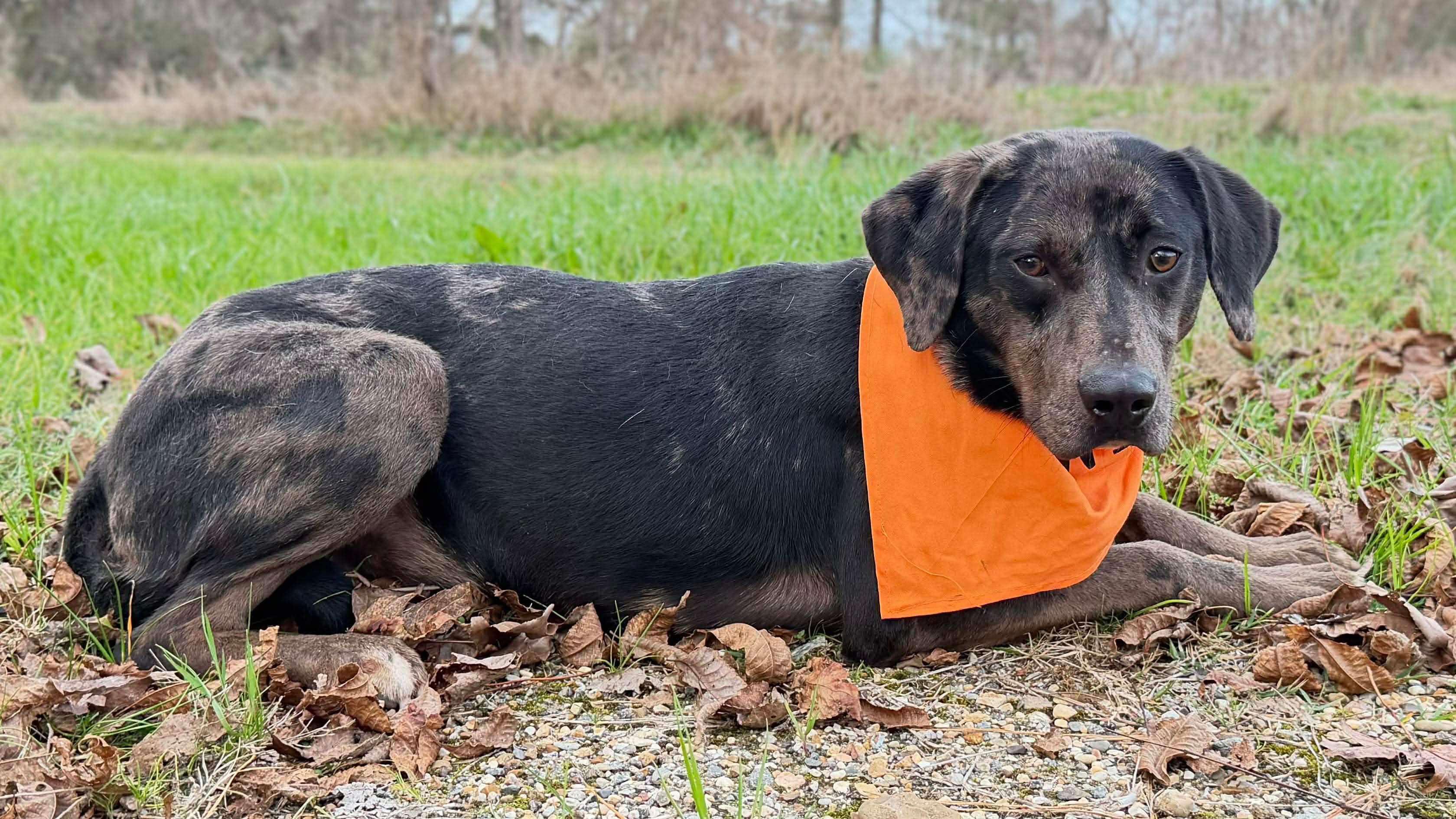 Roxy, a ADOPTABLE Mixed Breed in Northwood, NH image 3/6