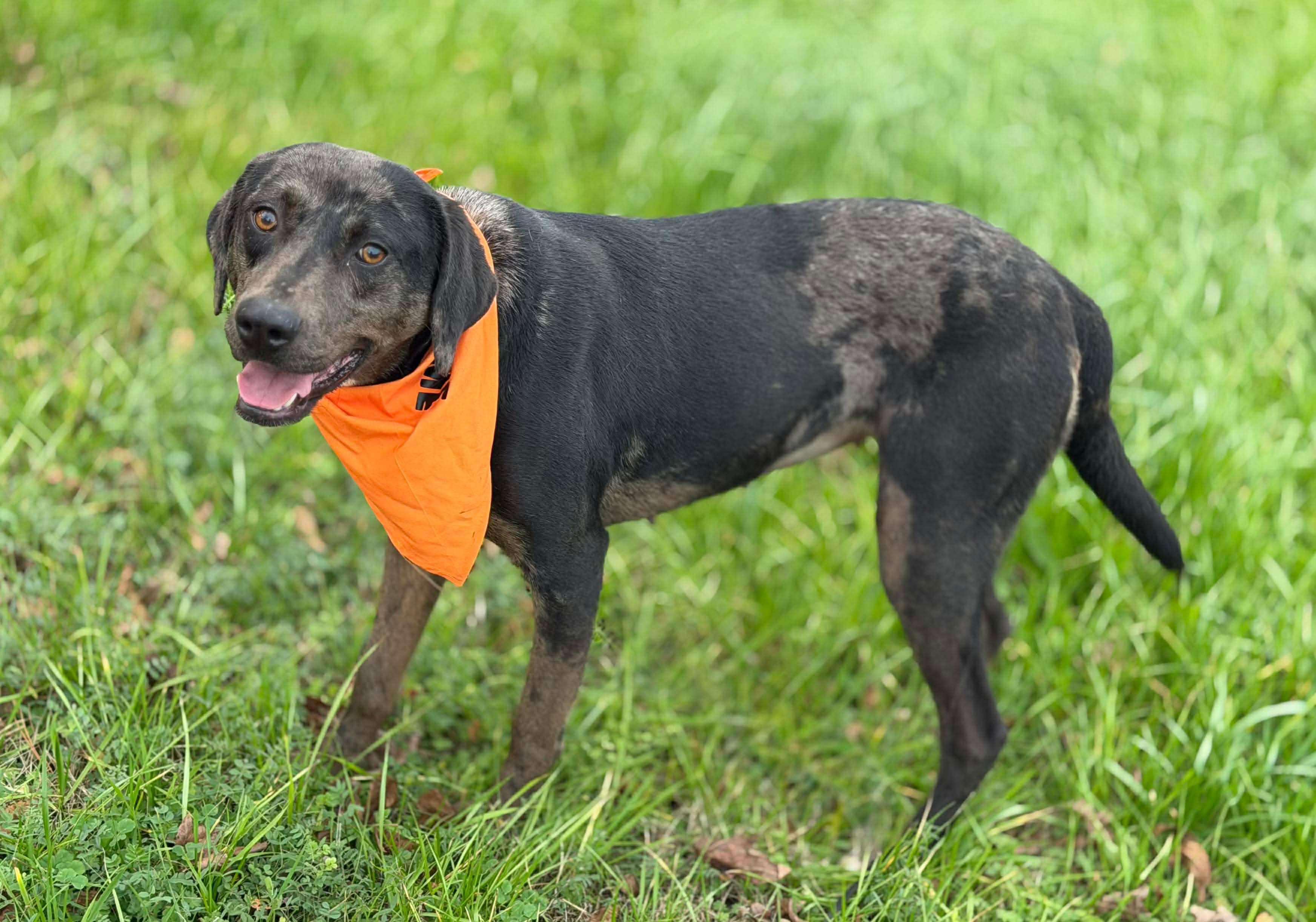 Roxy, a ADOPTABLE Mixed Breed in Northwood, NH image 4/6