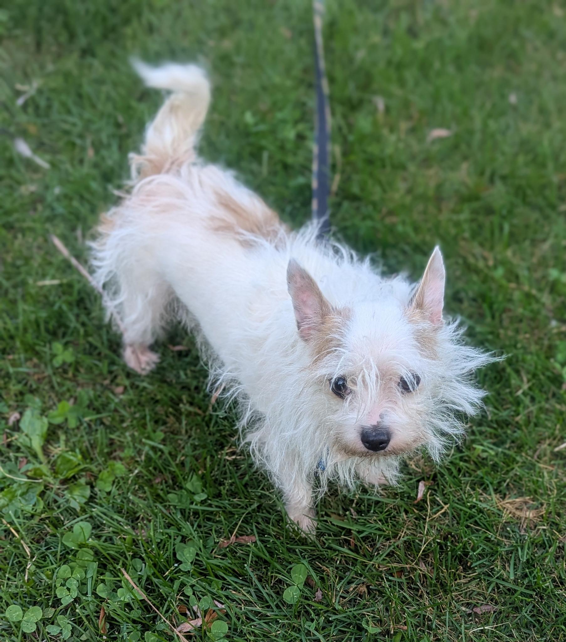 Enlarge Pebbles, a ADOPTABLE mixed breed in Kalamazoo, MI image 4/4