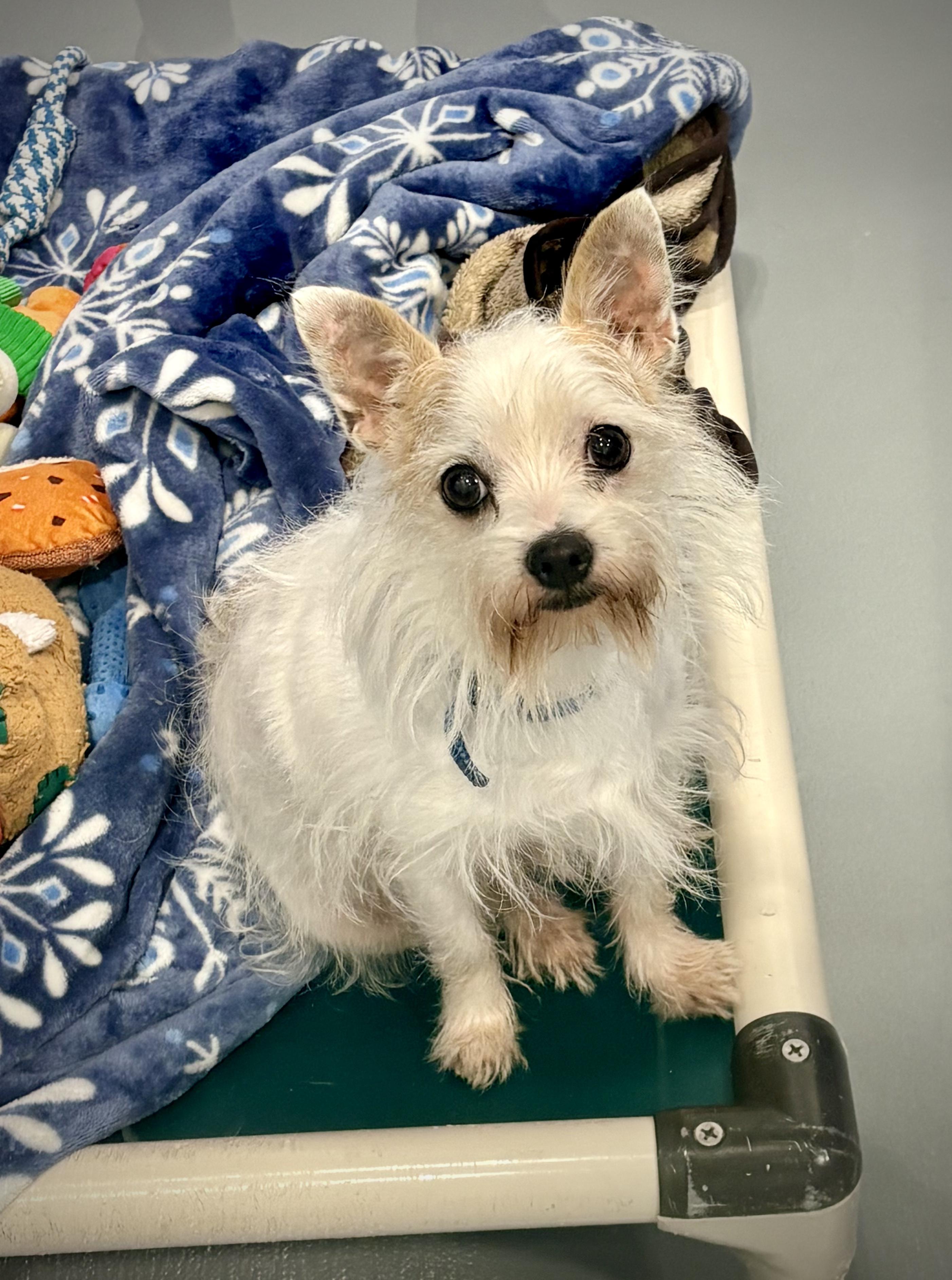 Pebbles, ADOPTABLE, Adult Female Chihuahua.