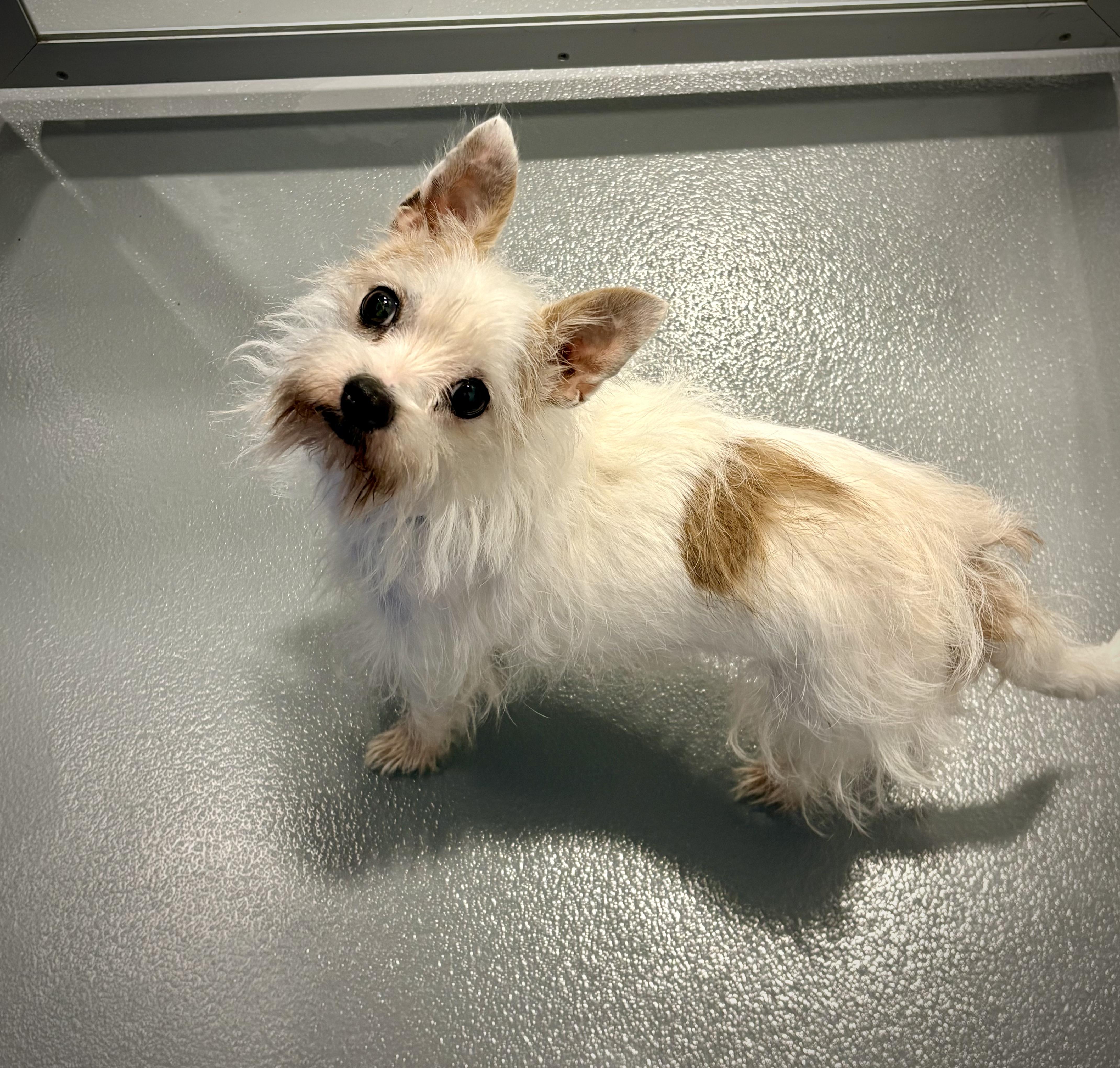 Enlarge Pebbles, a ADOPTABLE mixed breed in Kalamazoo, MI image 2/4