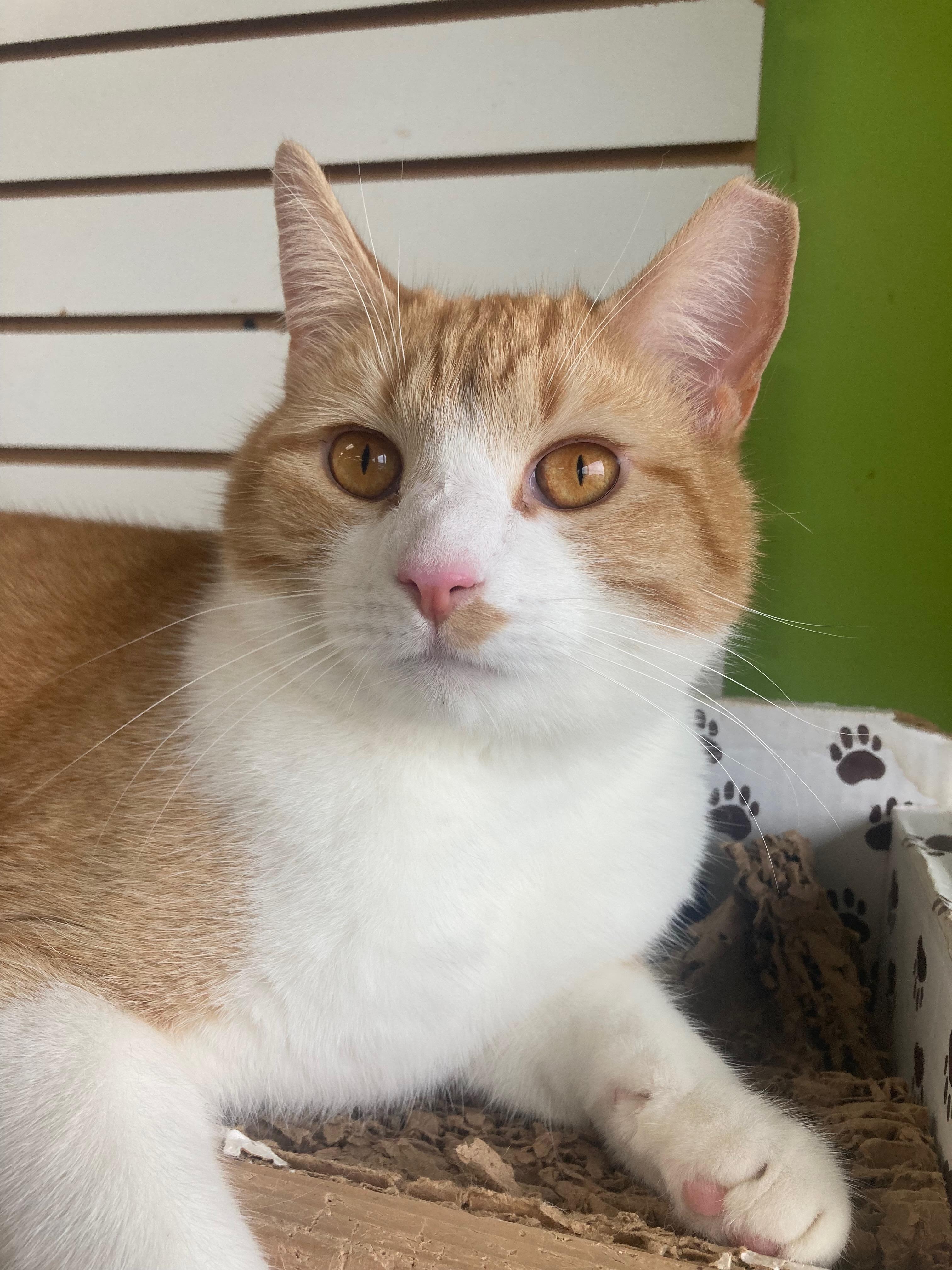 Rake, an adoptable Domestic Short Hair in Richmond, KY image 1/6