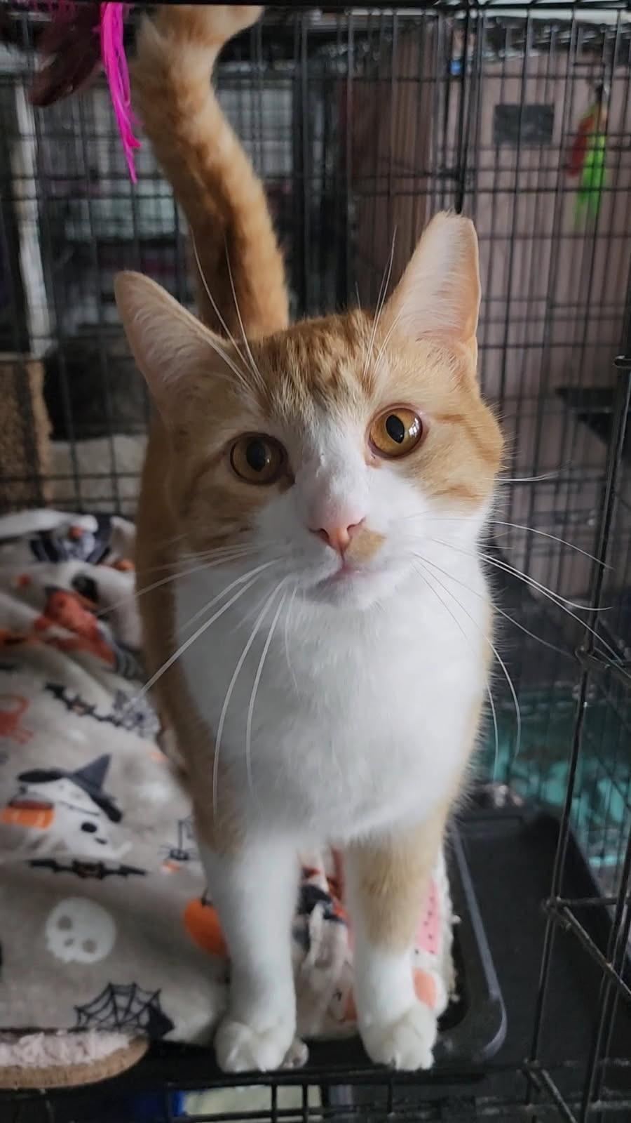 Rake, an adoptable Domestic Short Hair in Richmond, KY image 4/6