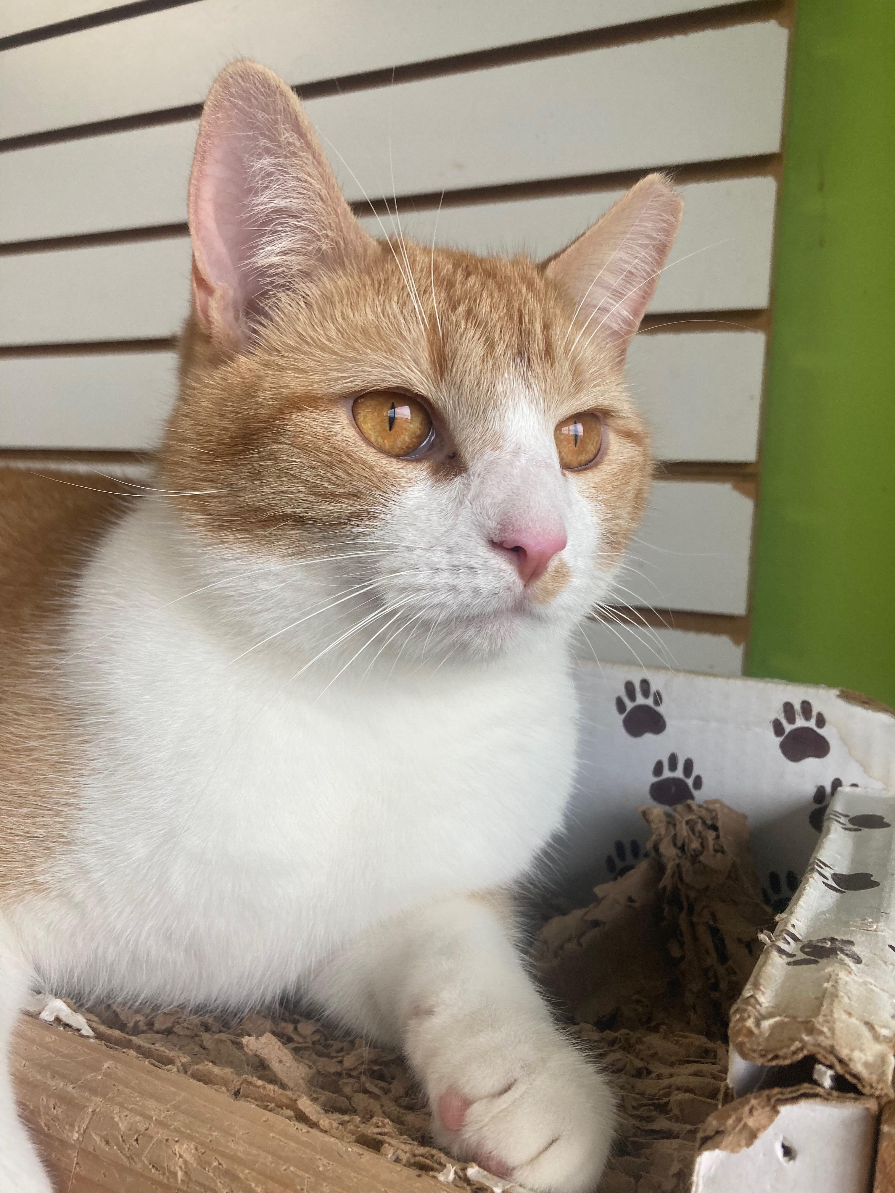 Rake, an adoptable Domestic Short Hair in Richmond, KY image 2/6