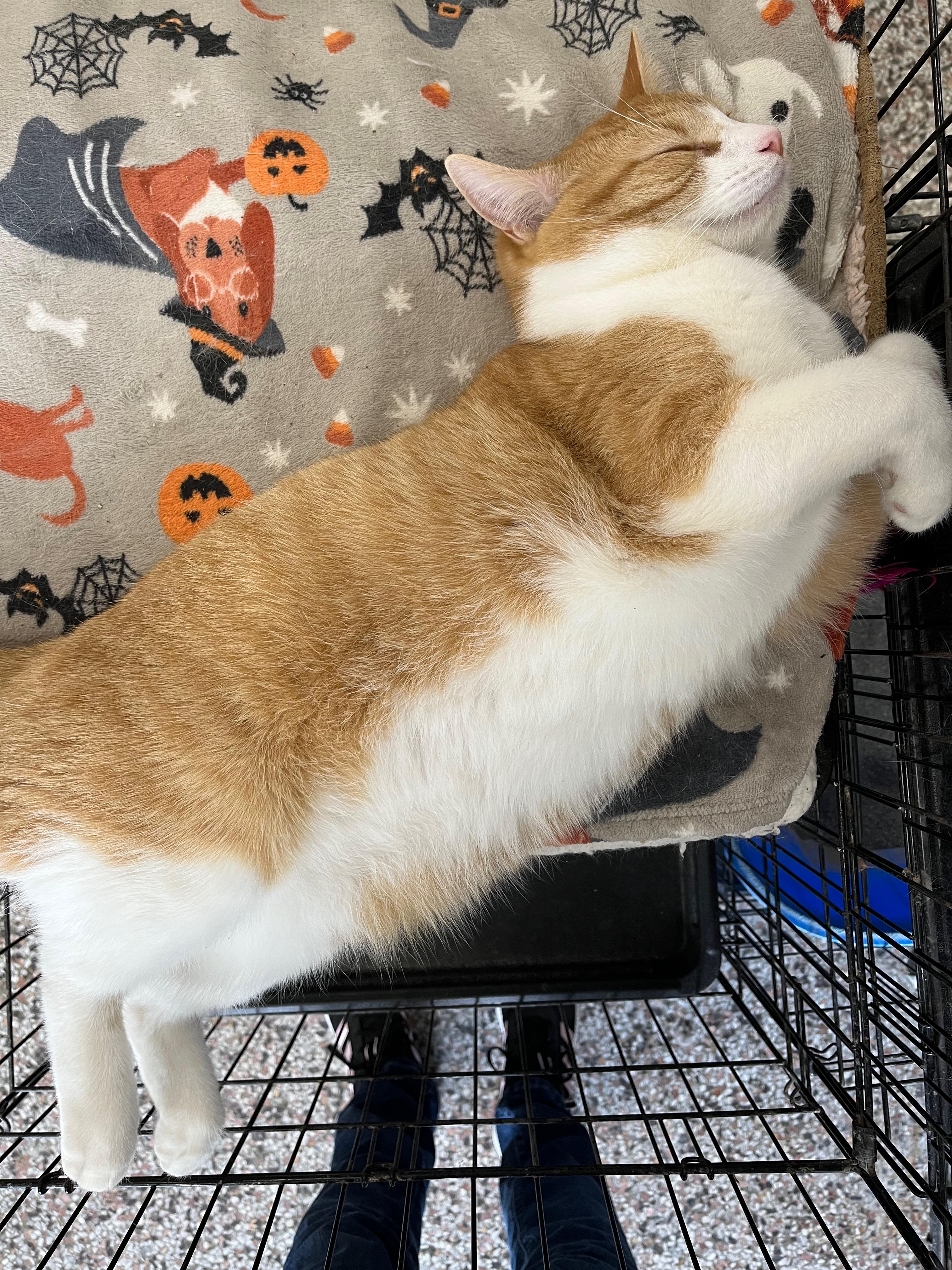 Rake, an adoptable Domestic Short Hair in Richmond, KY image 5/6