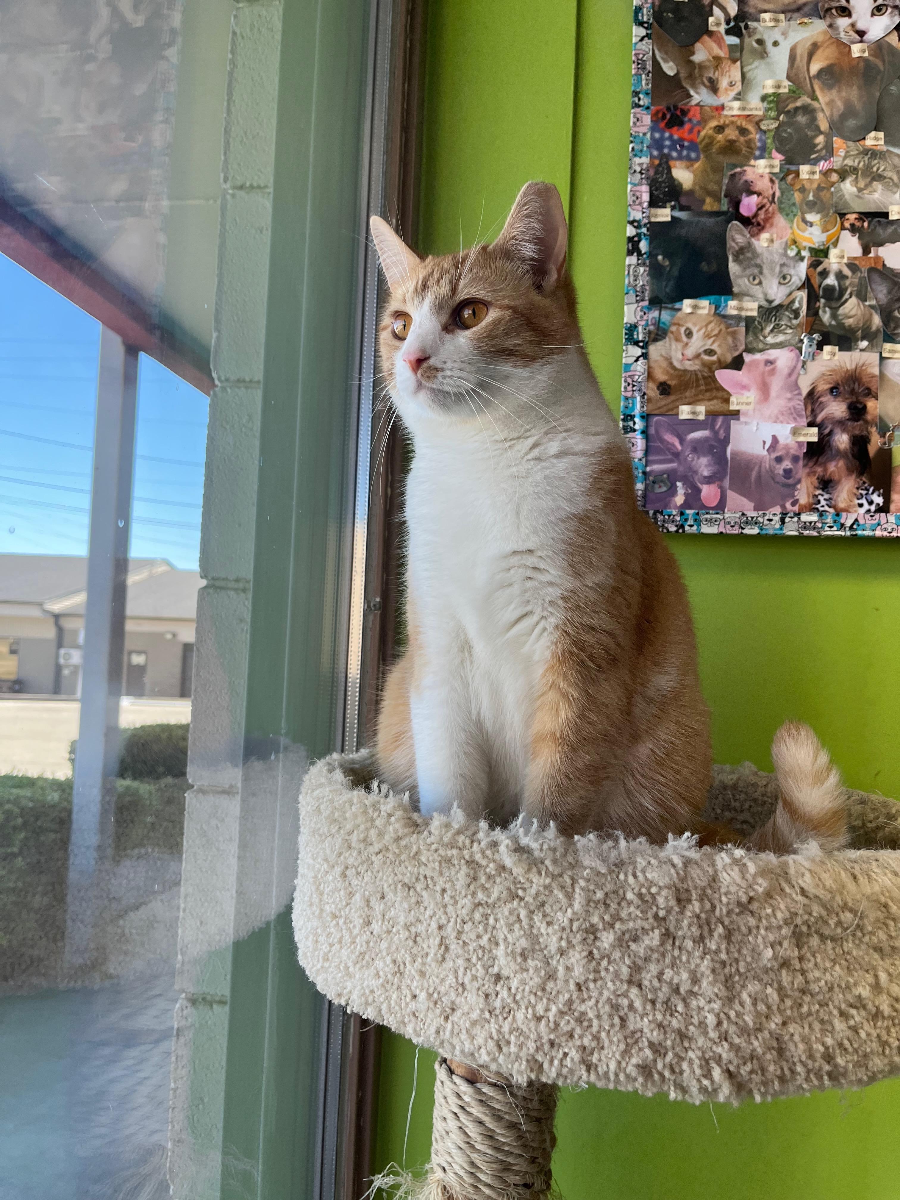 Rake, an adoptable Domestic Short Hair in Richmond, KY image 3/6