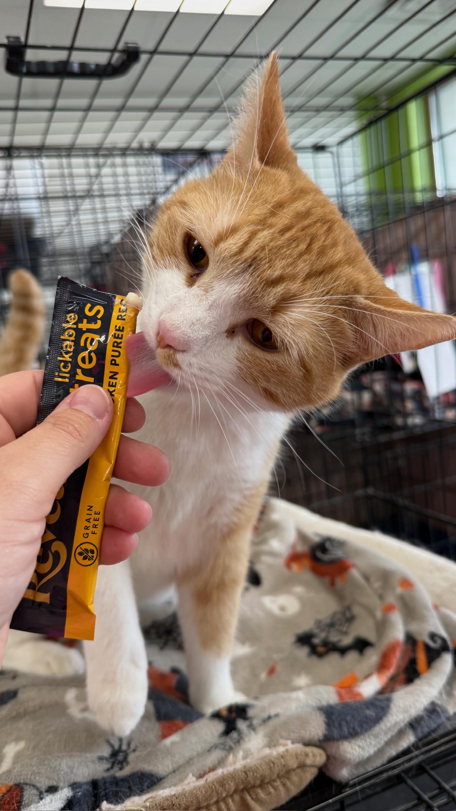Rake, an adoptable Domestic Short Hair in Richmond, KY image 6/6