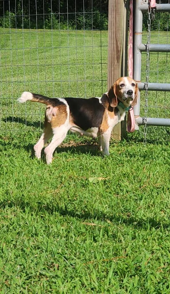 Pip, Adopted, Adult Female Beagle.